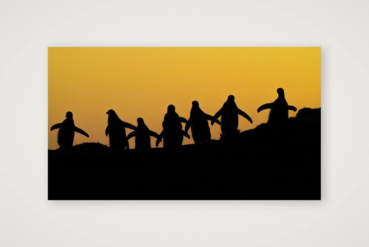 Gentoo Penguins Sunset