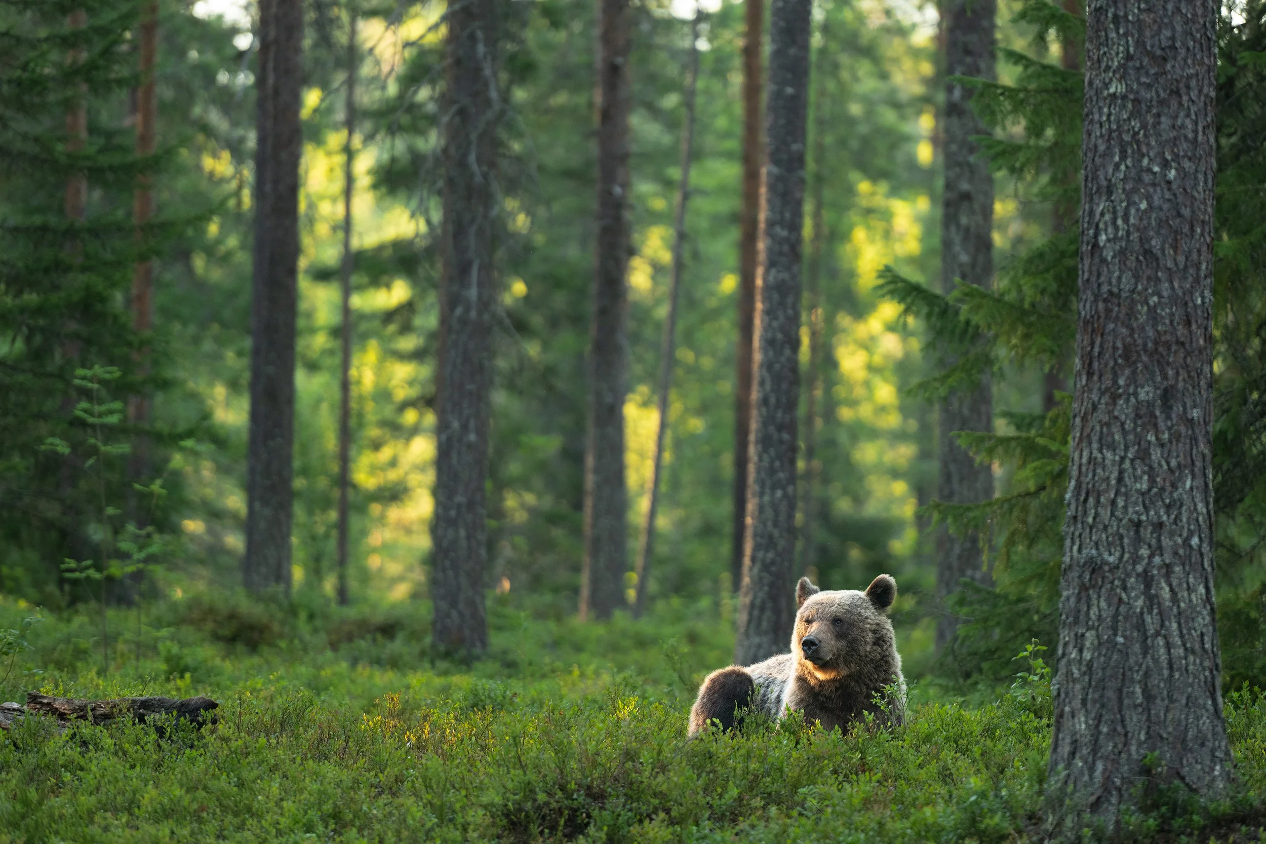 Bear 1 wide LARGE.jpg