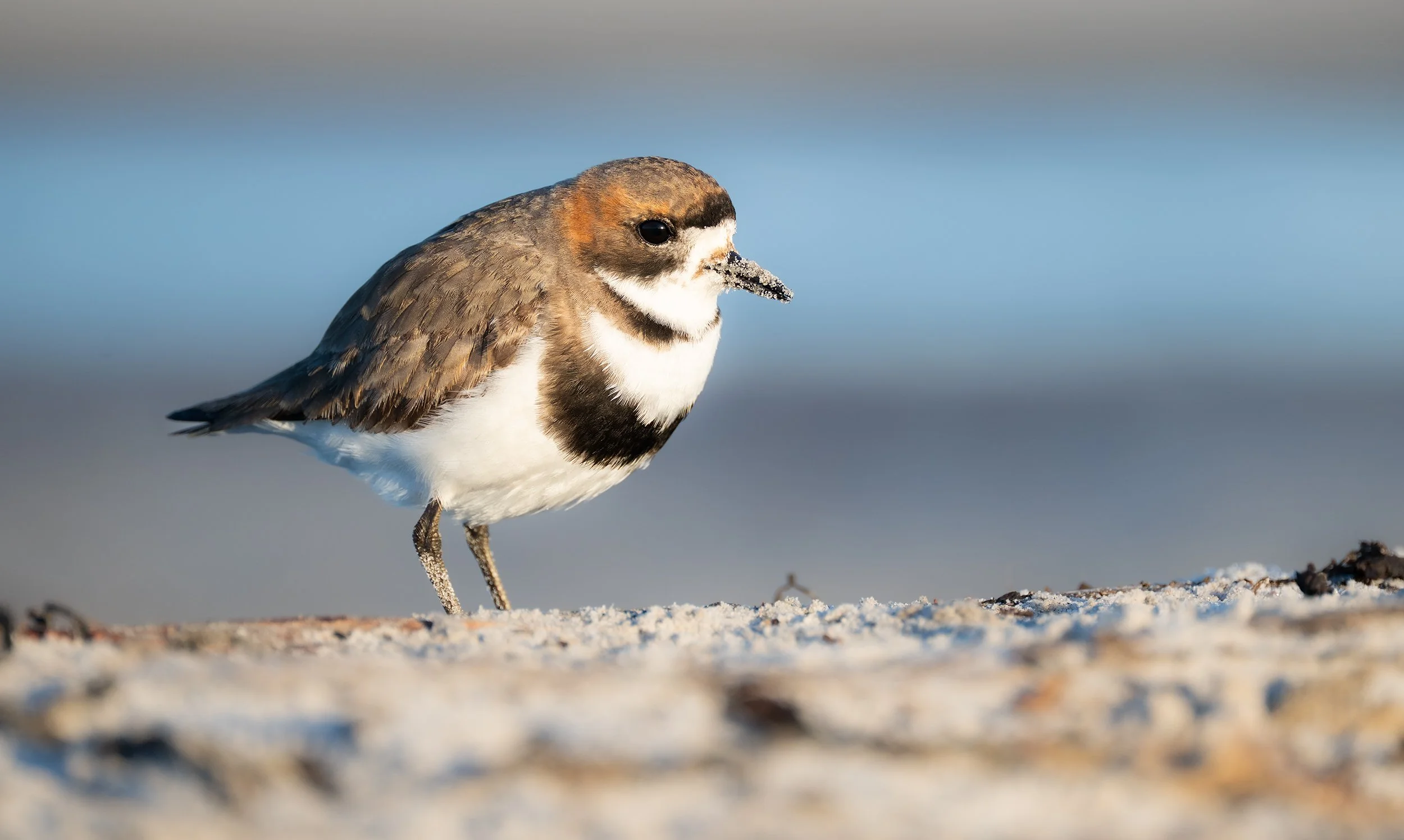 Plover 2 DSC_6531-Edit.jpg