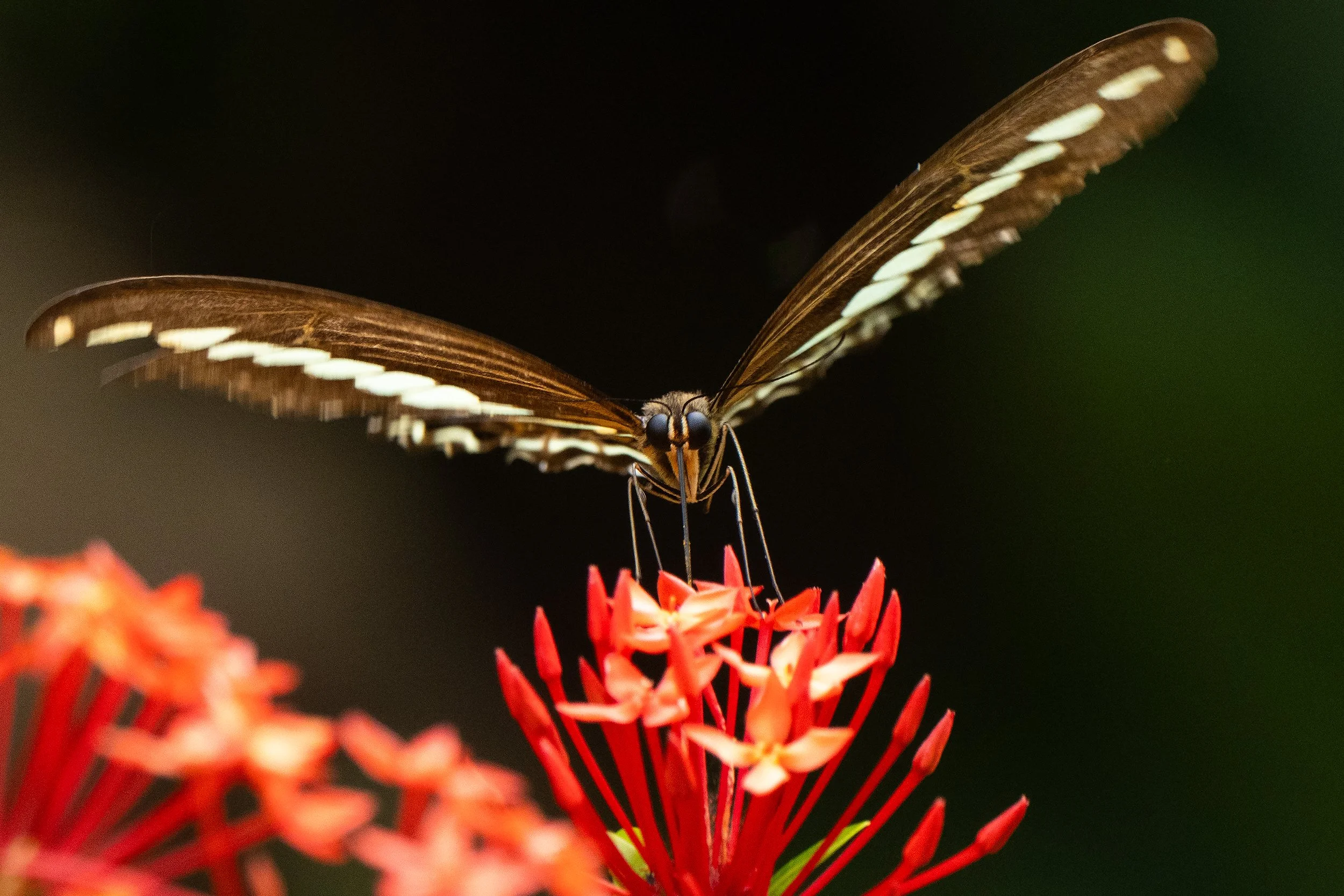 Butterfly DSC_0278-Edit.jpg