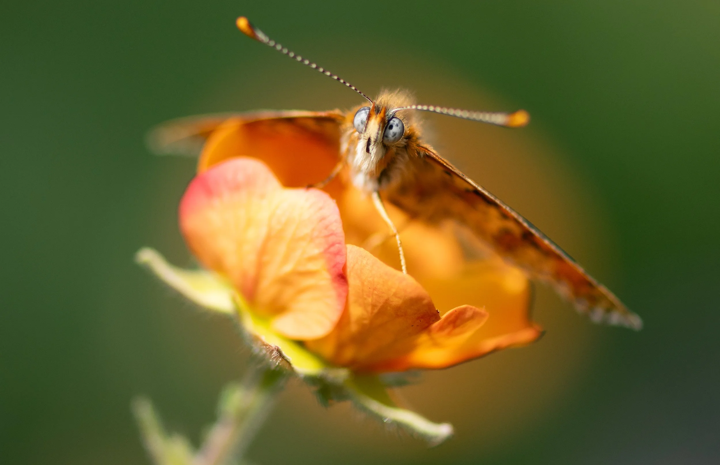 Glanville fritillary DSC_3401-Edit.jpg