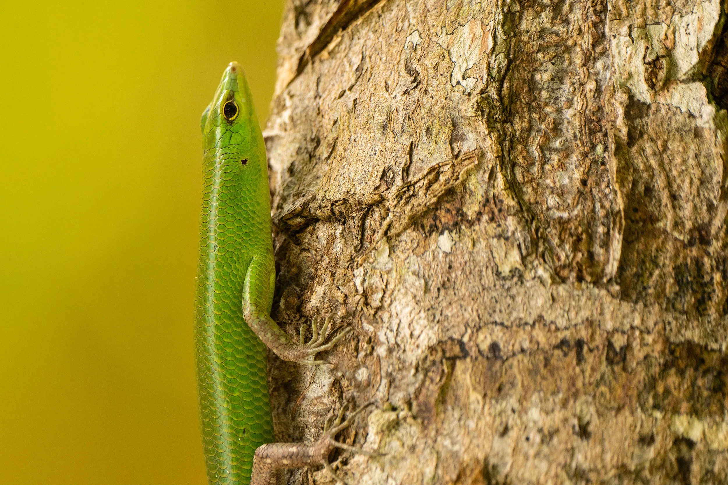 Lizard DSC_1494-Edit.jpg