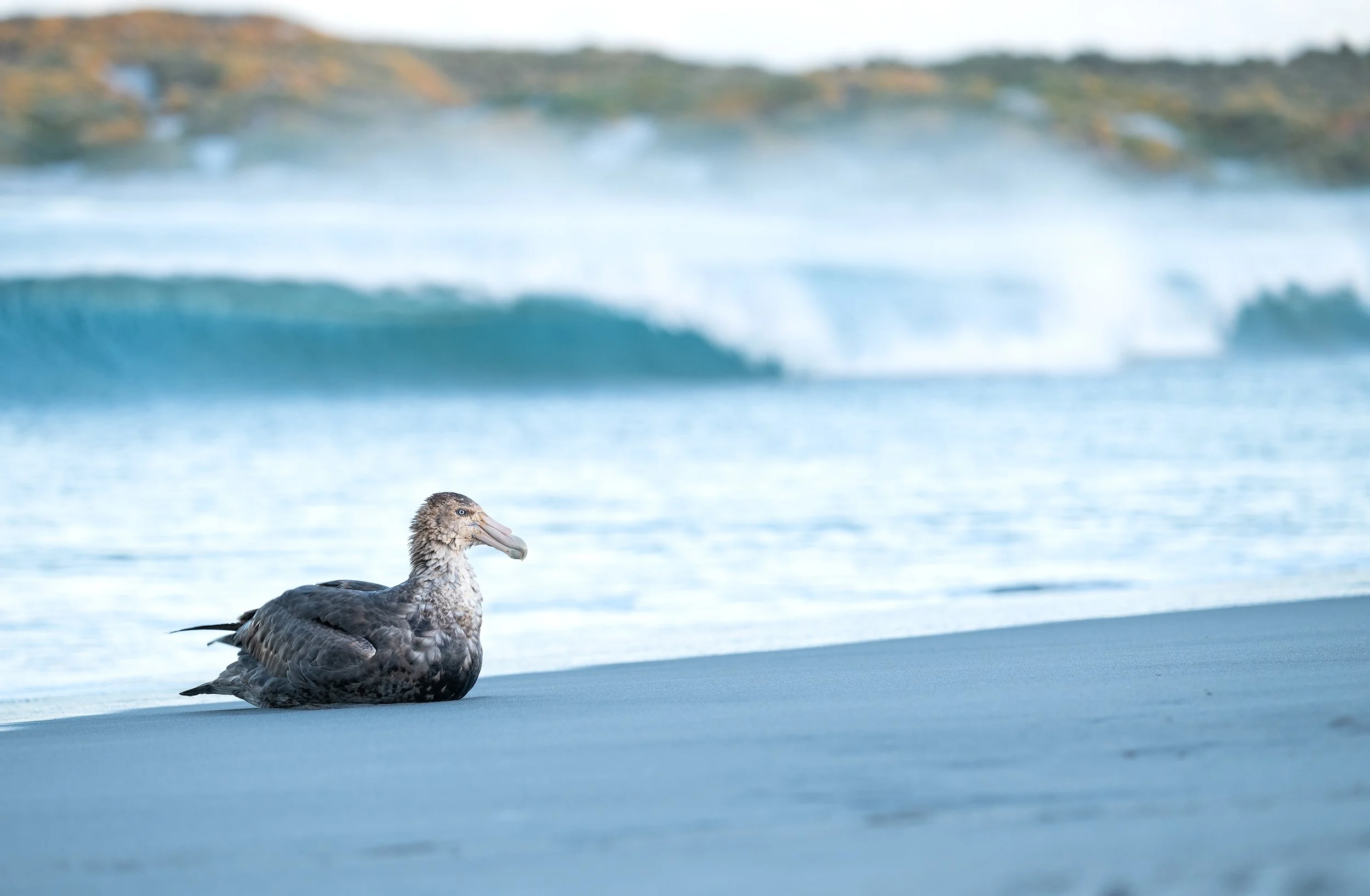 Giant petrel DSC_6793-Edit.jpg