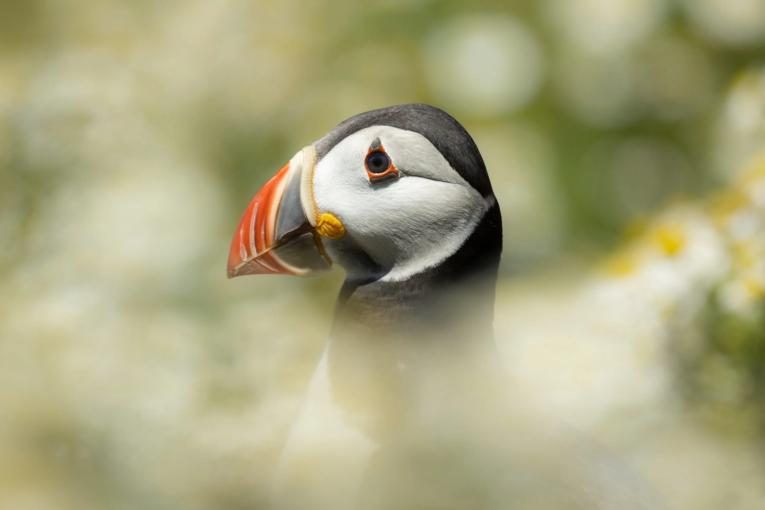 Puffin 2 Large.jpg