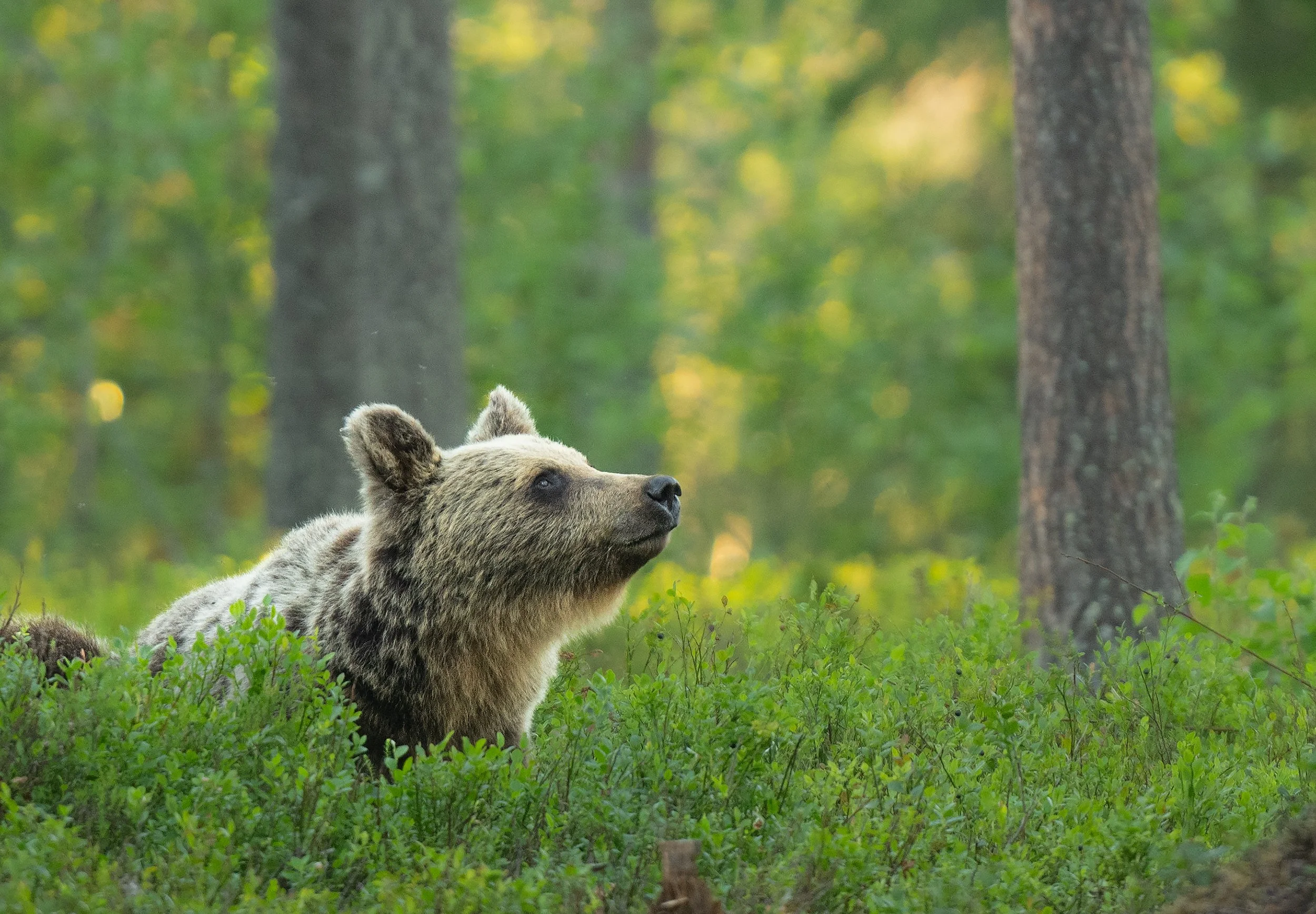 Bear 2 LARGE.jpg