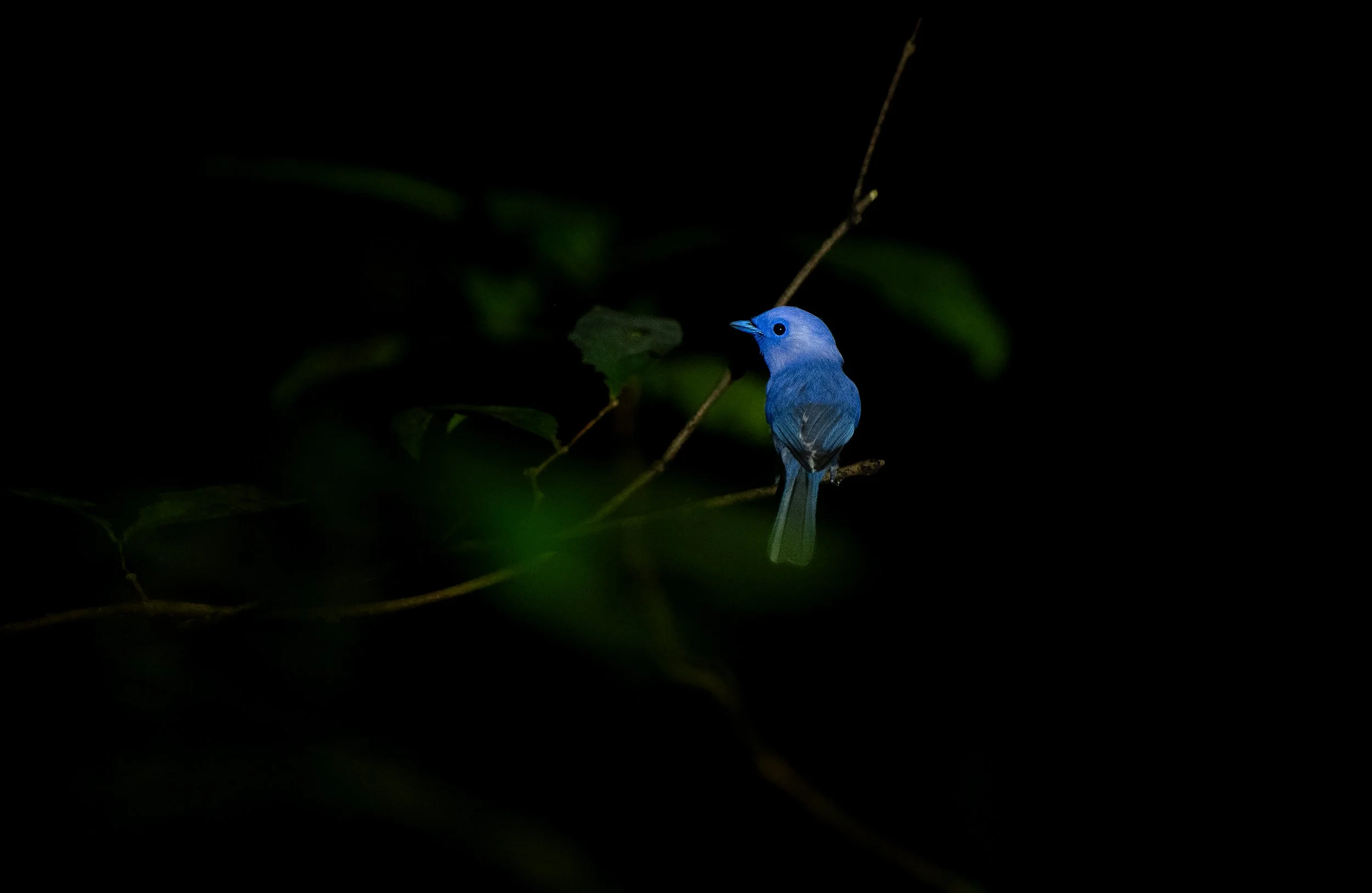 Blue bird DSC_1331-Edit.jpg