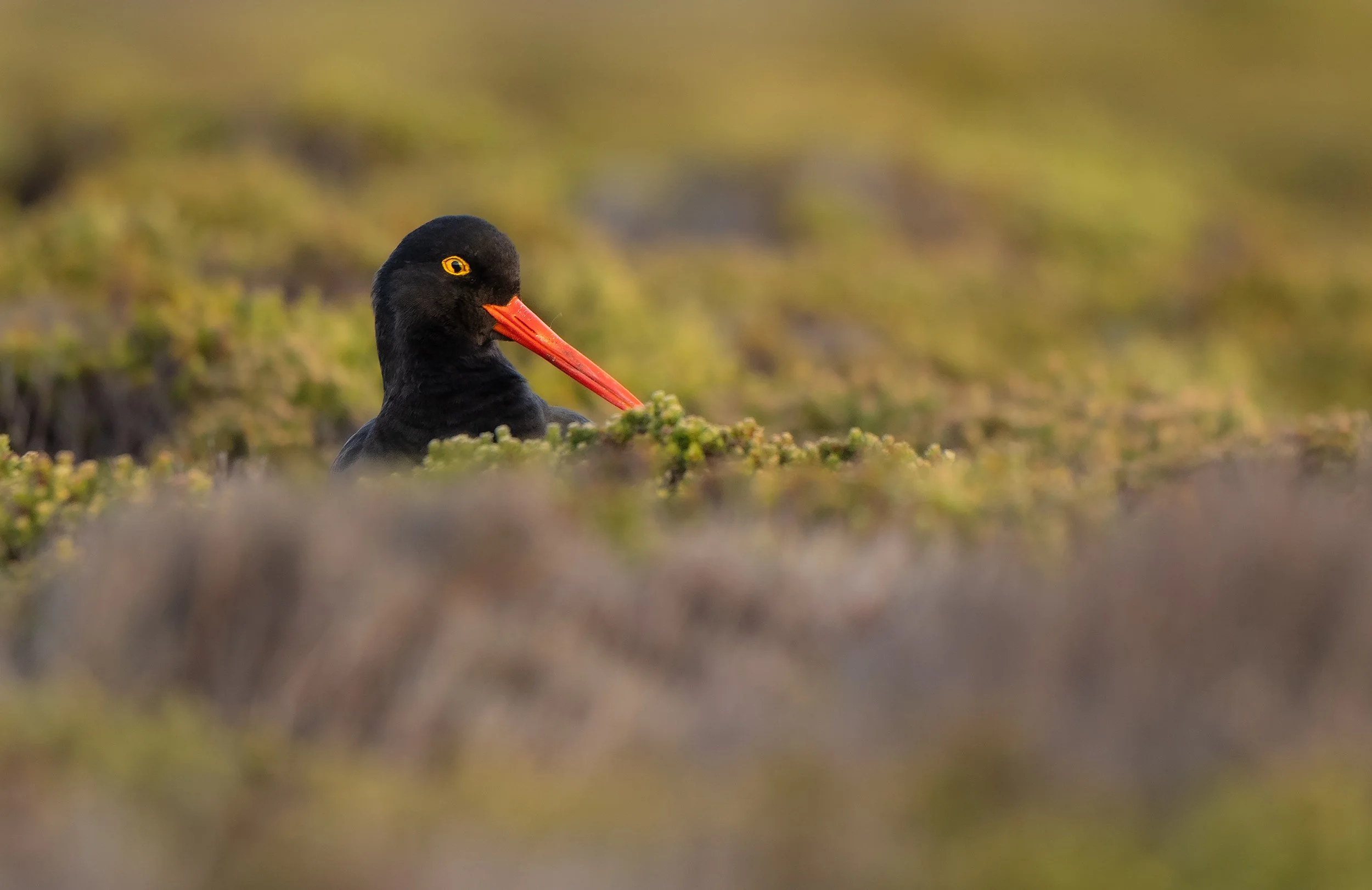 Oystercatcher 1 MW DSC_7015-Edit.jpg