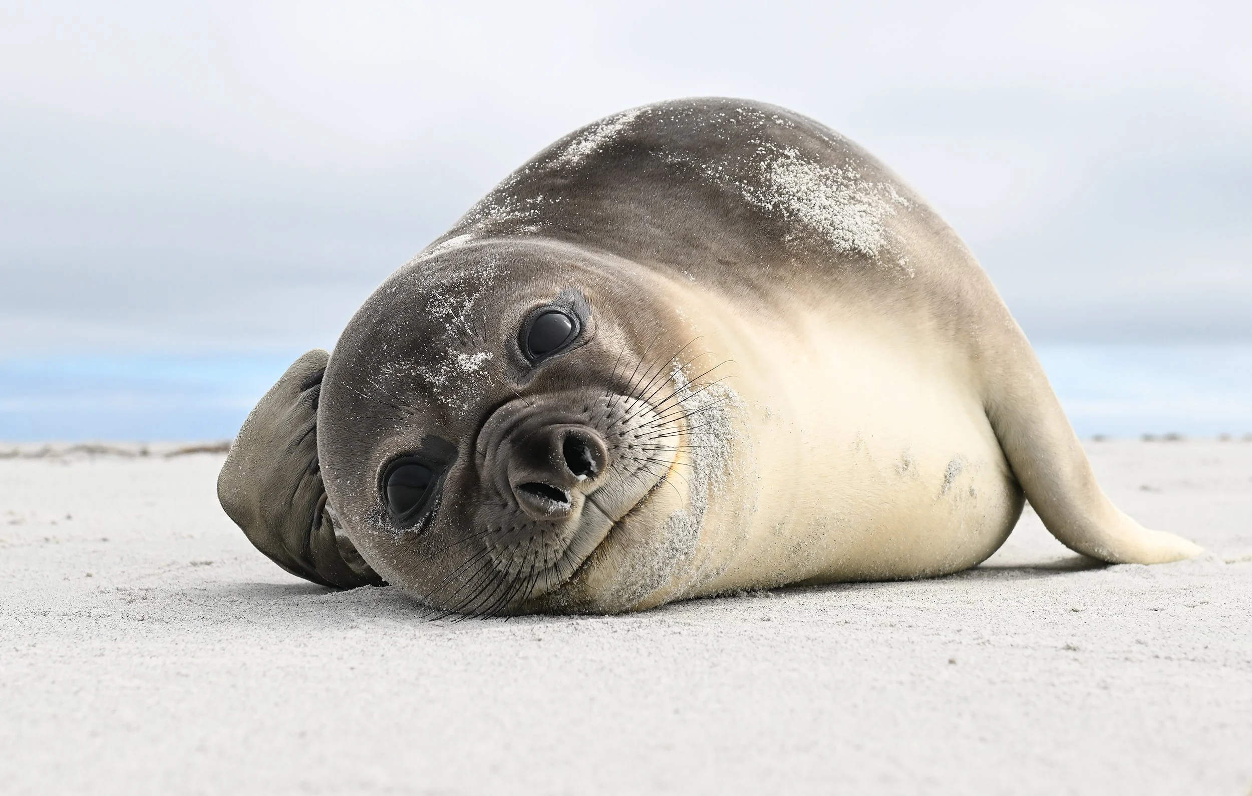 The Falkland Islands