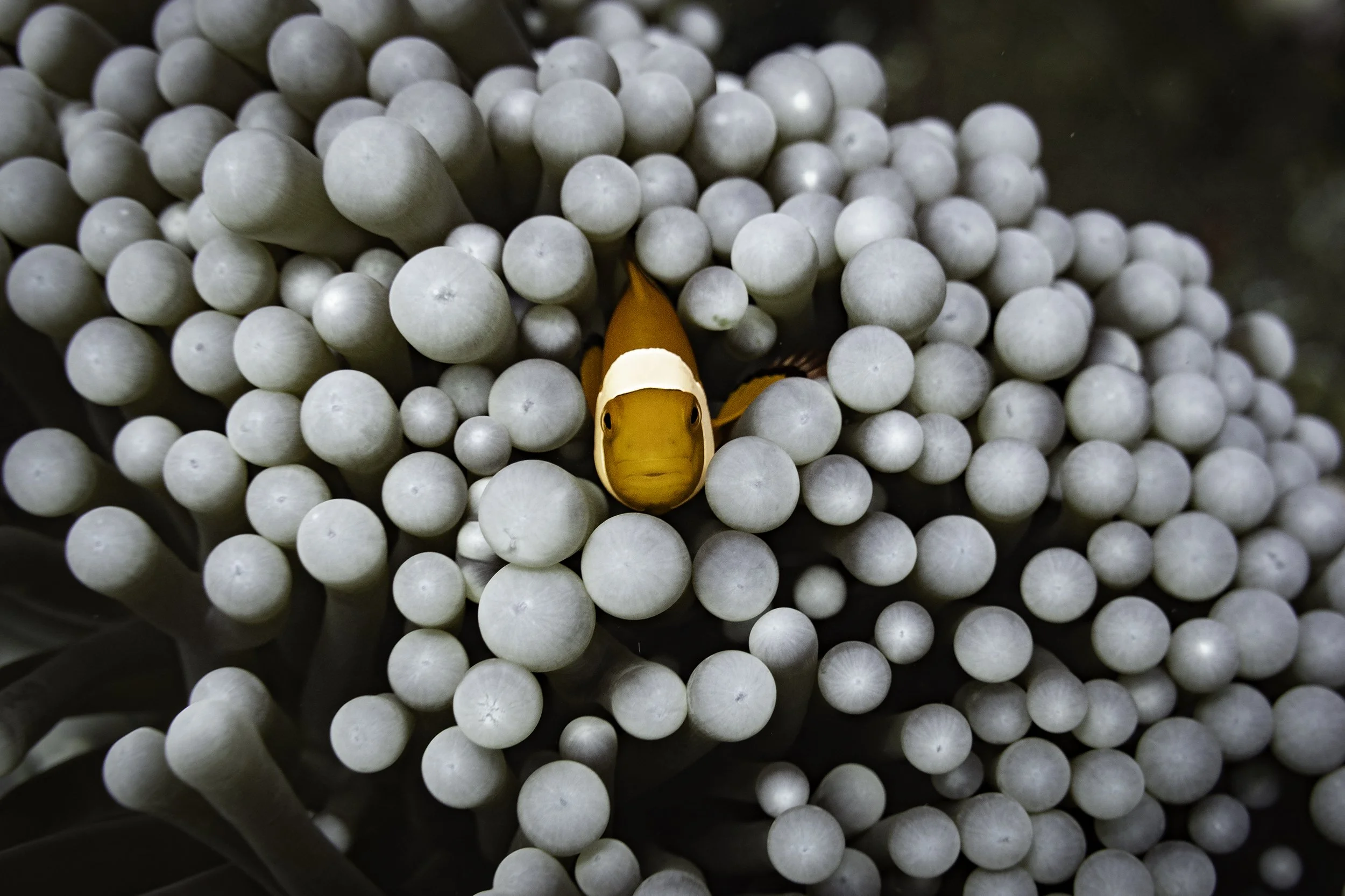 clownfish bleached anemone 2 DSC05773-Edit.jpg