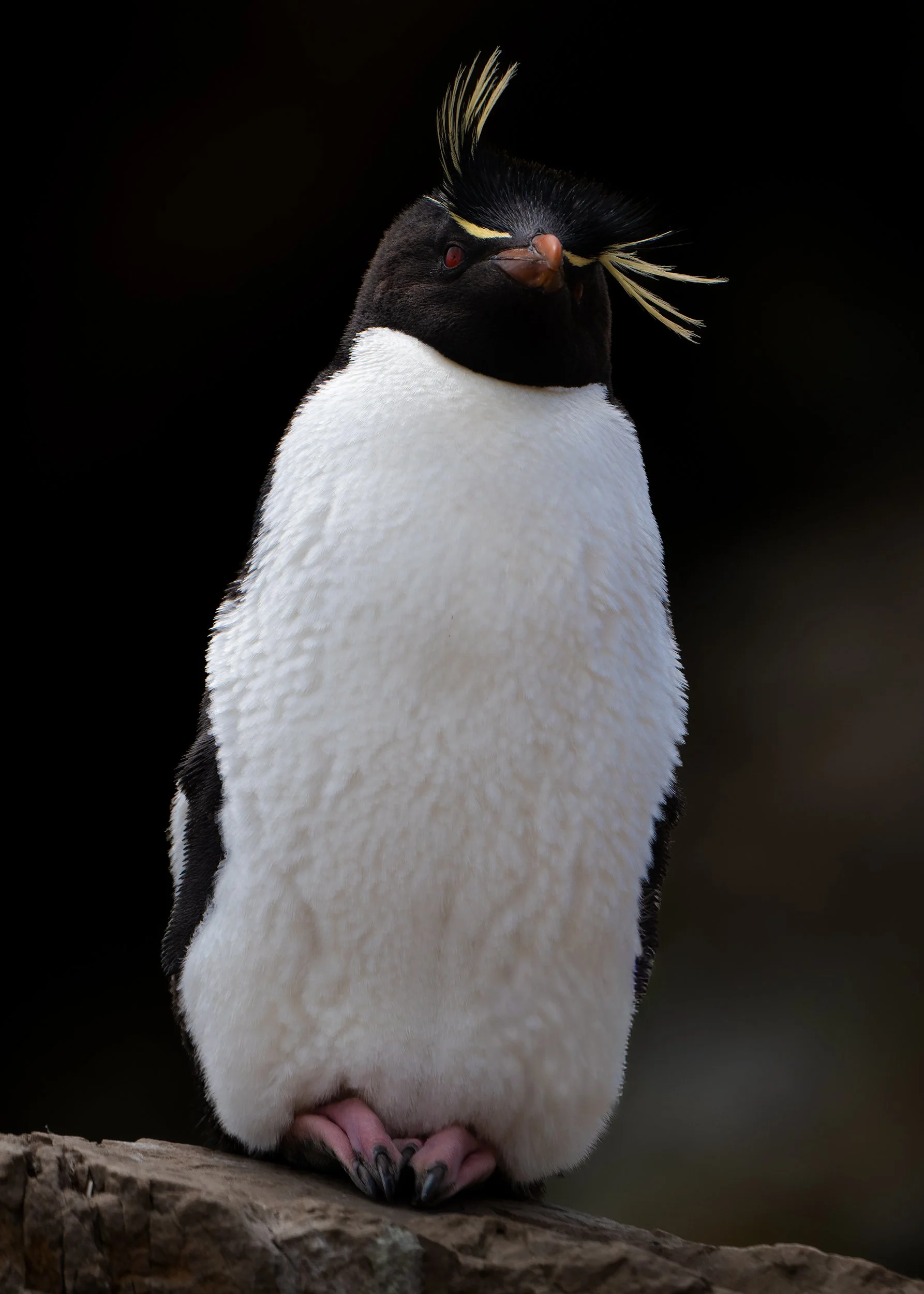 Rockhopper black DSC_3593-Edit.jpg
