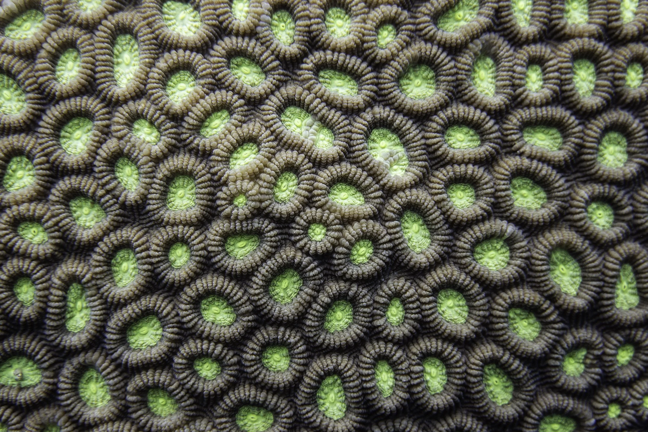 Polyps DSC04571-Edit.jpg