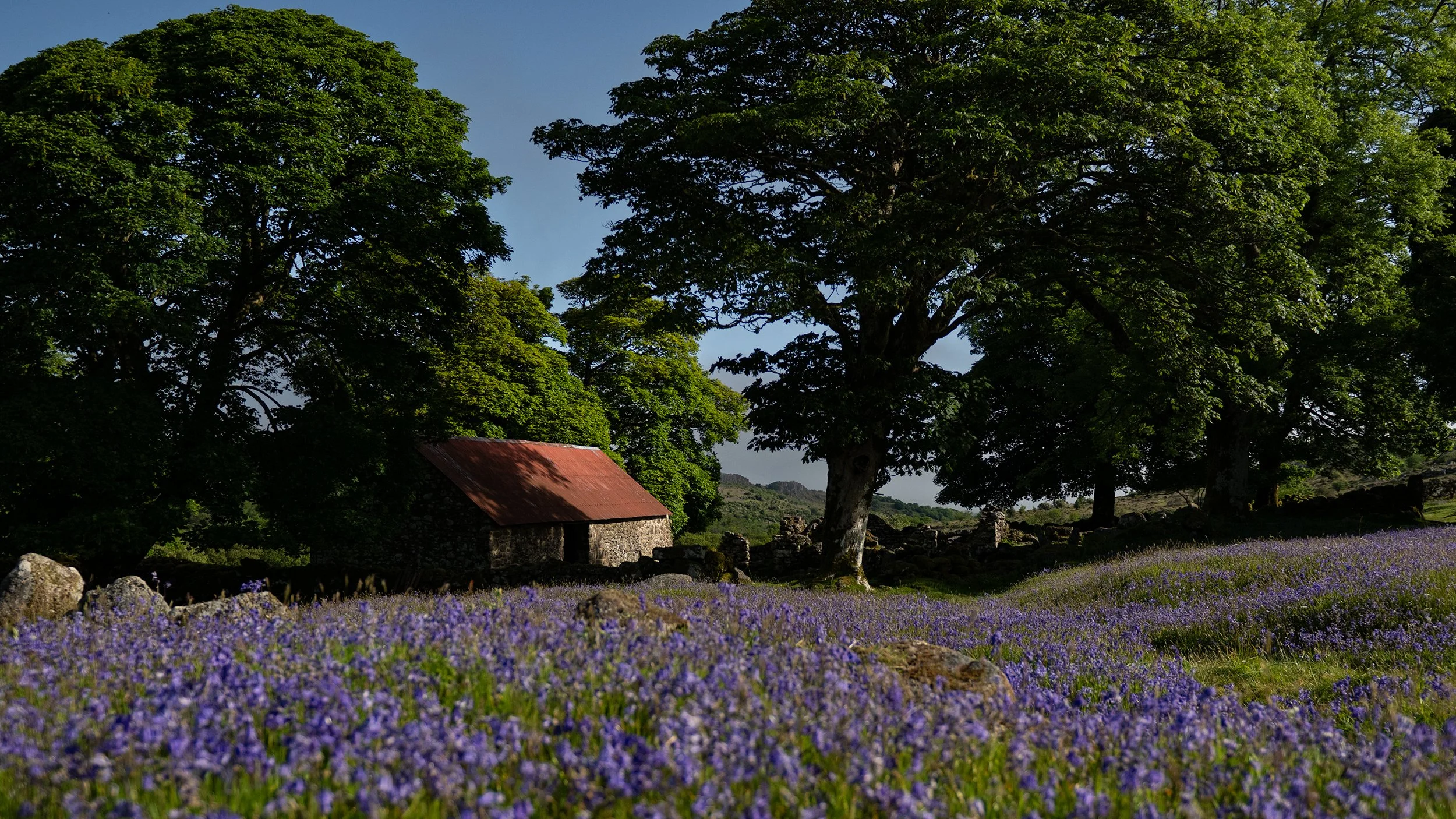 Bluebells 3 DSC_3067-Edit.jpg
