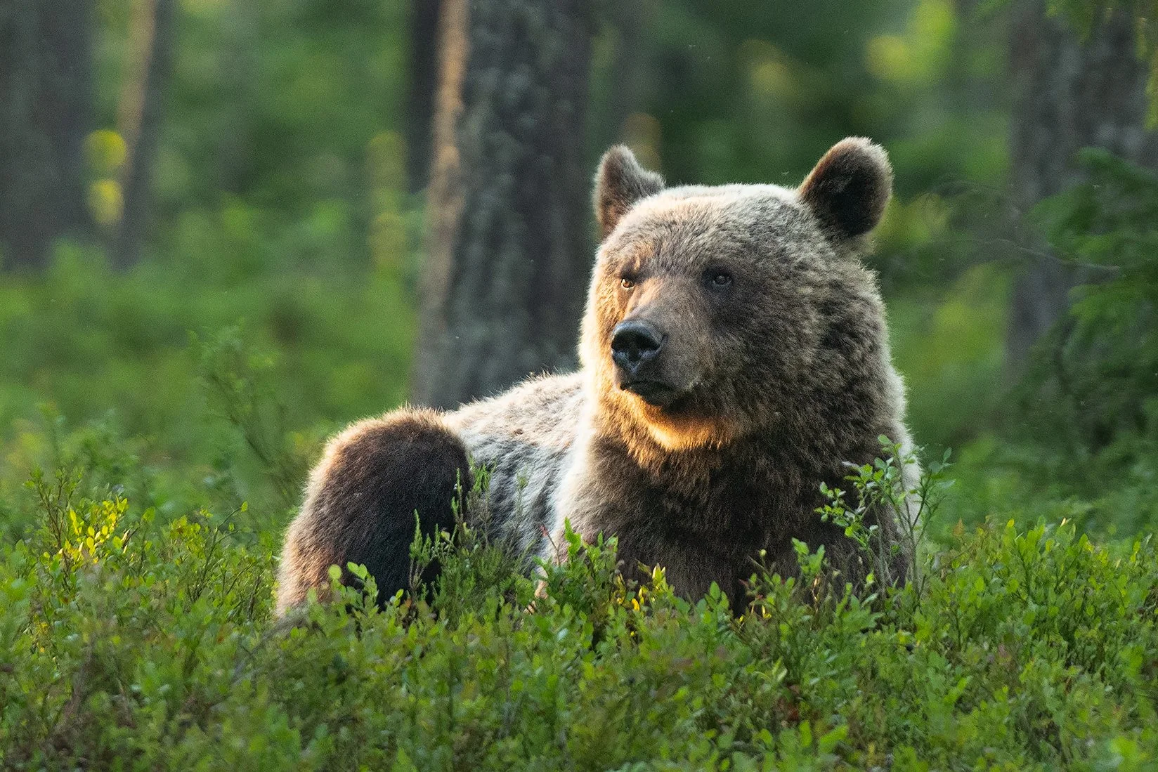 Bear 1 CU LARGE.jpg