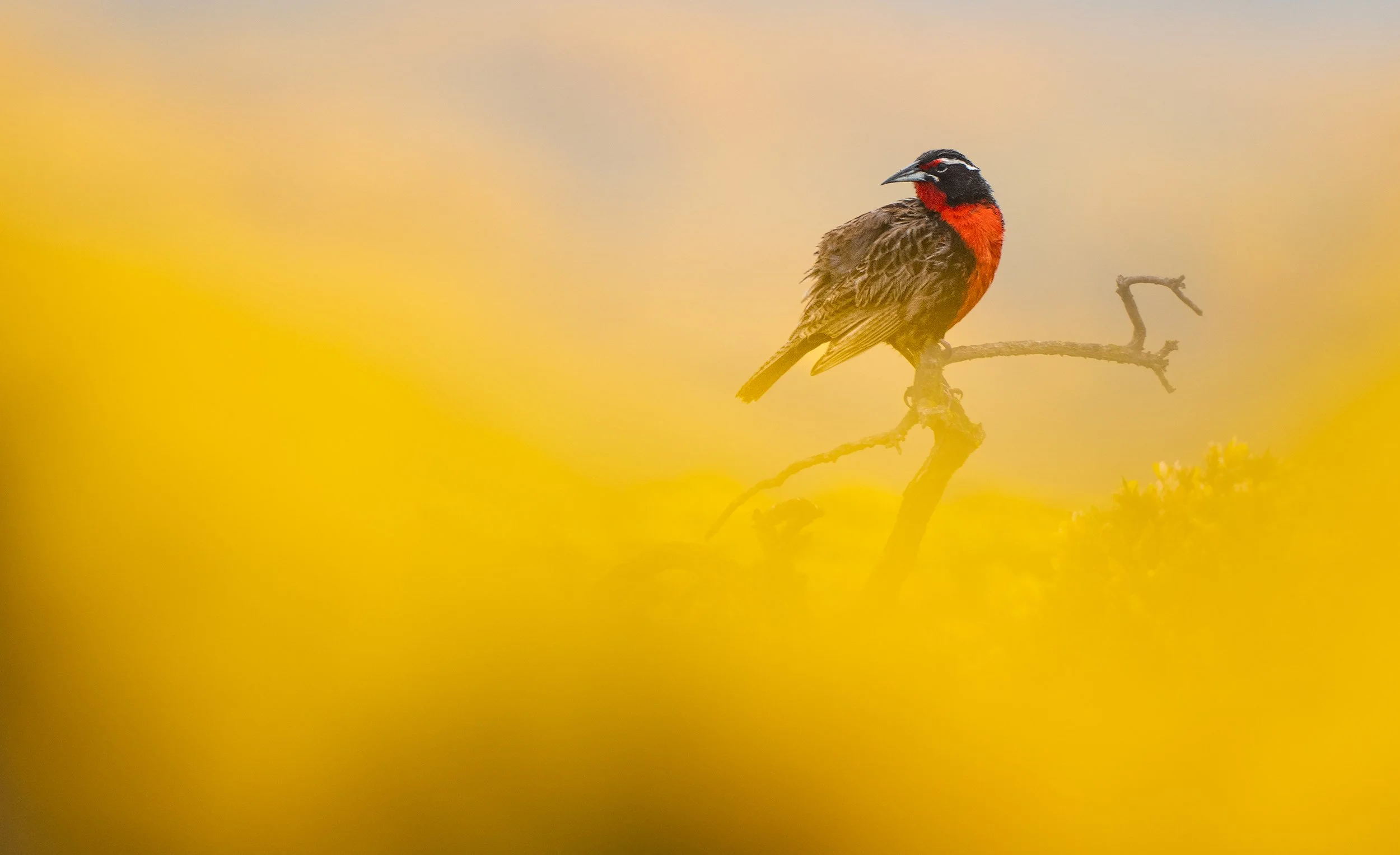Long-tailed meadowlark DSC_1390-Edit.jpg