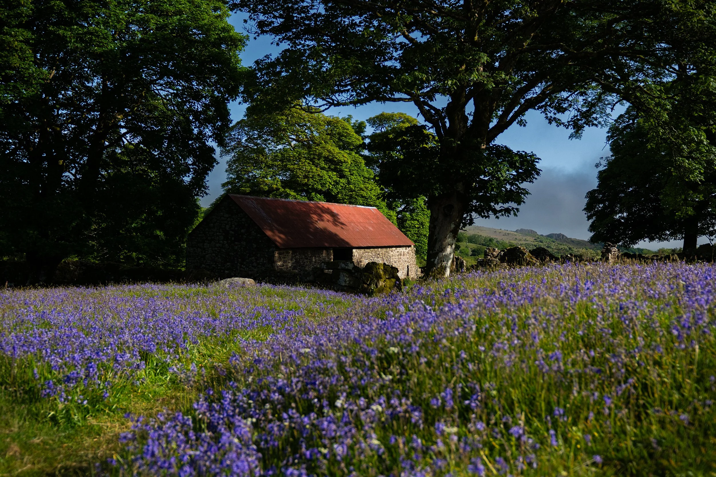 Bluebells 4 DSC_3076-Edit.jpg