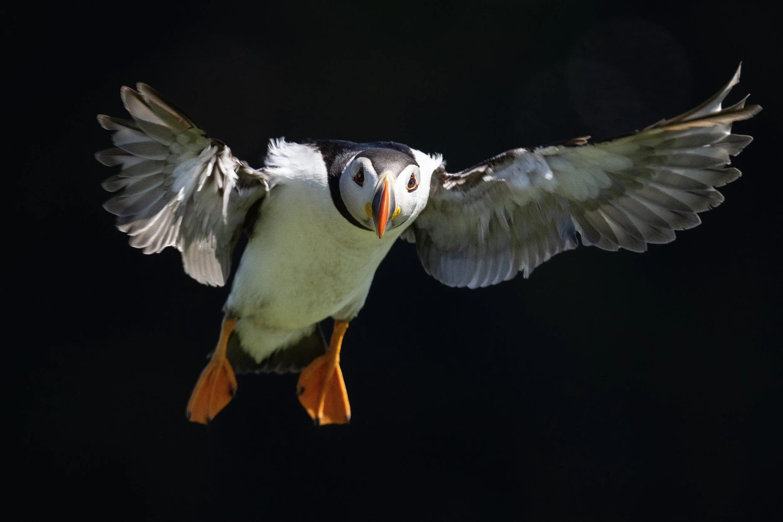 Puffin 6 Large.jpg