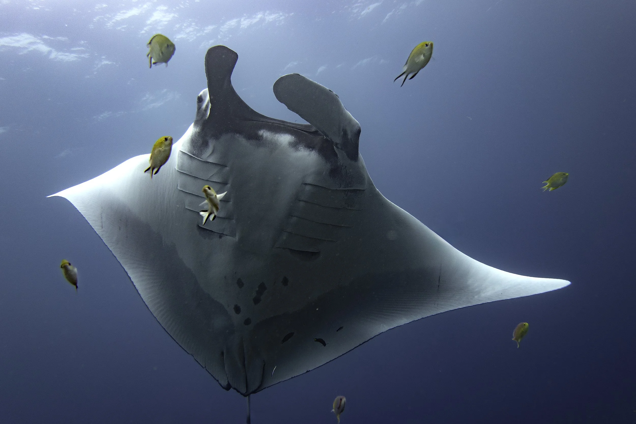Manta DSC06528-Edit.jpg