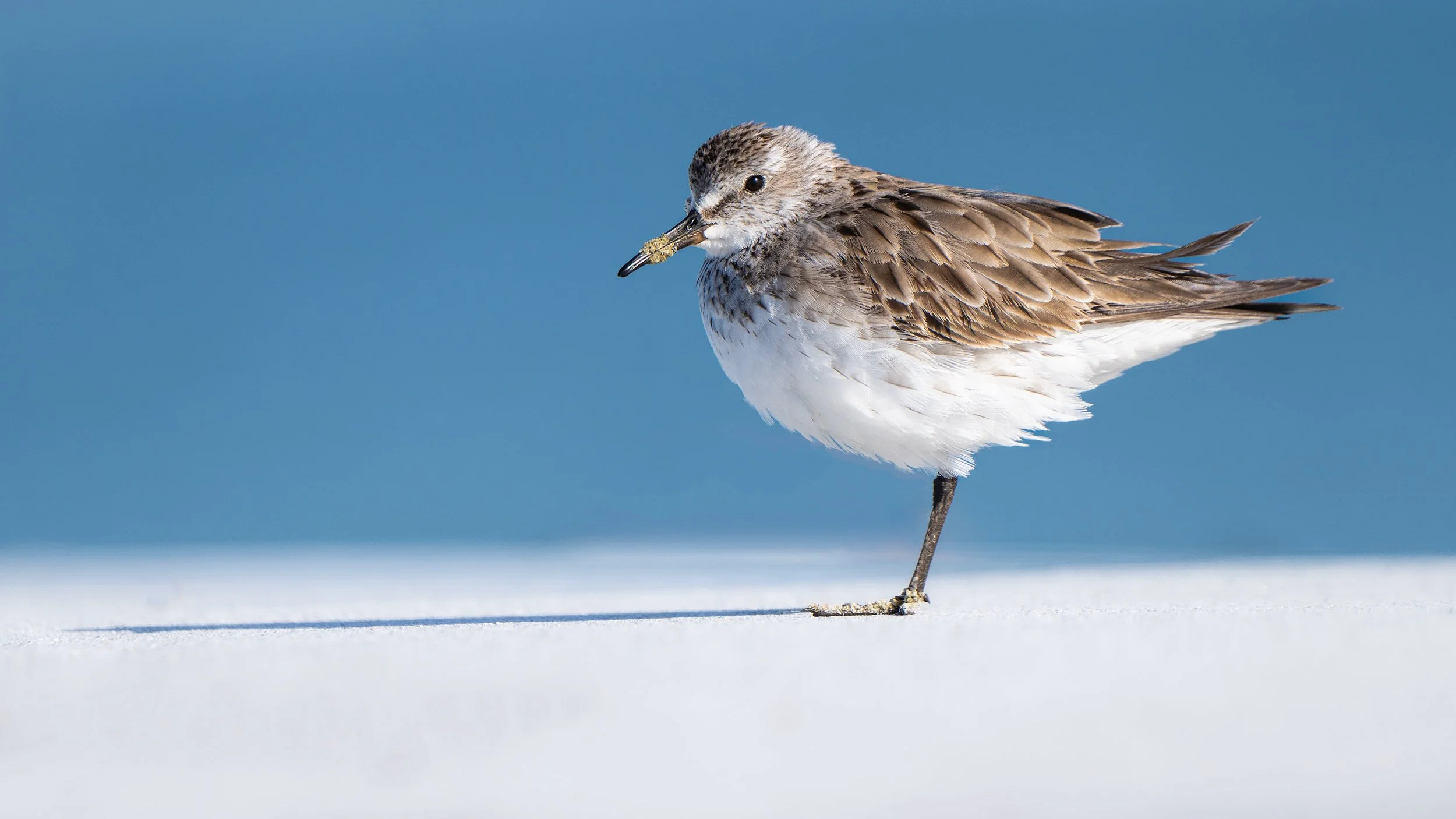 Sandpiper DSC_8128-Edit.jpg