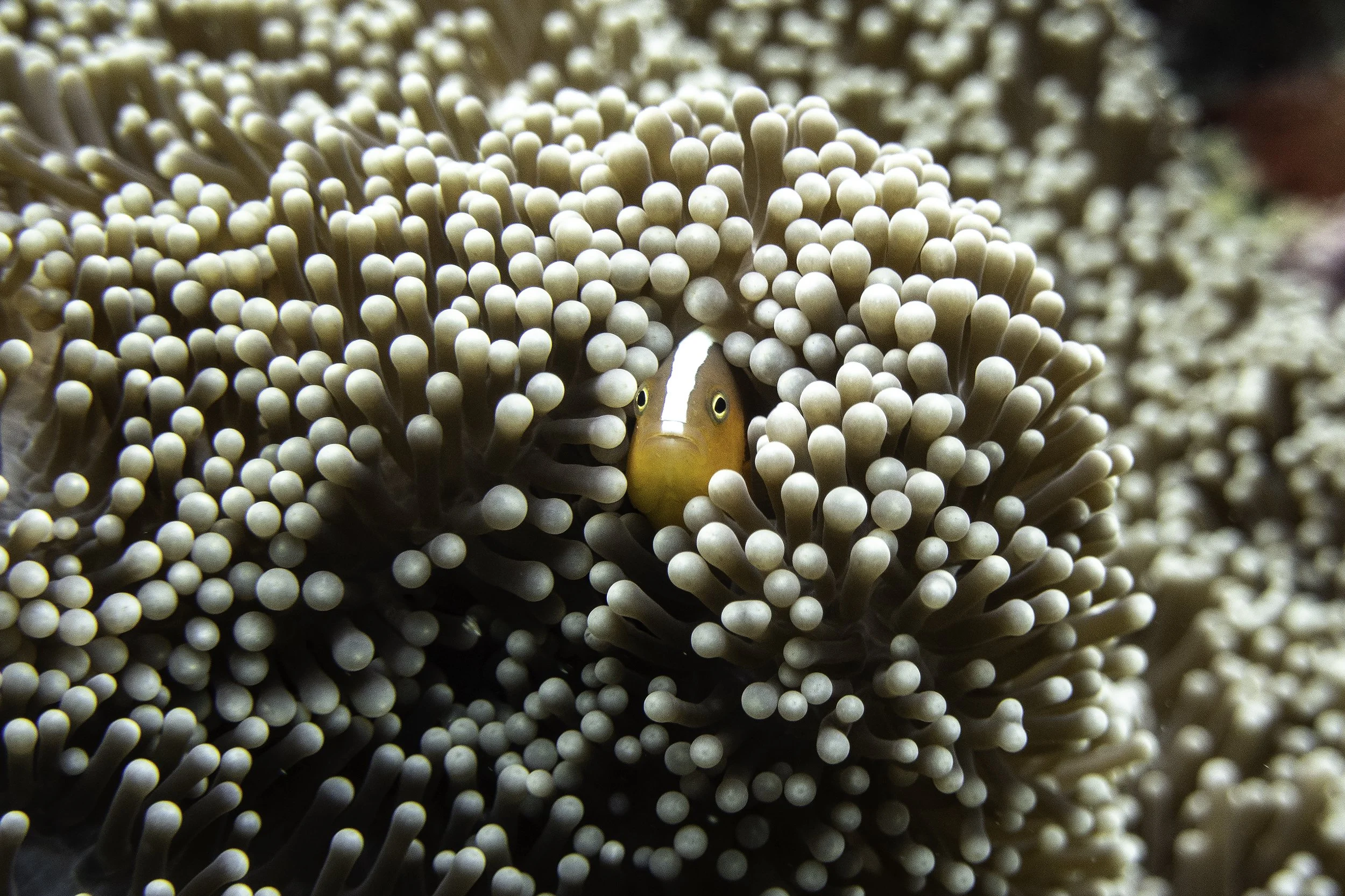 Pink anemonefish 2 DSC04328-Edit.jpg