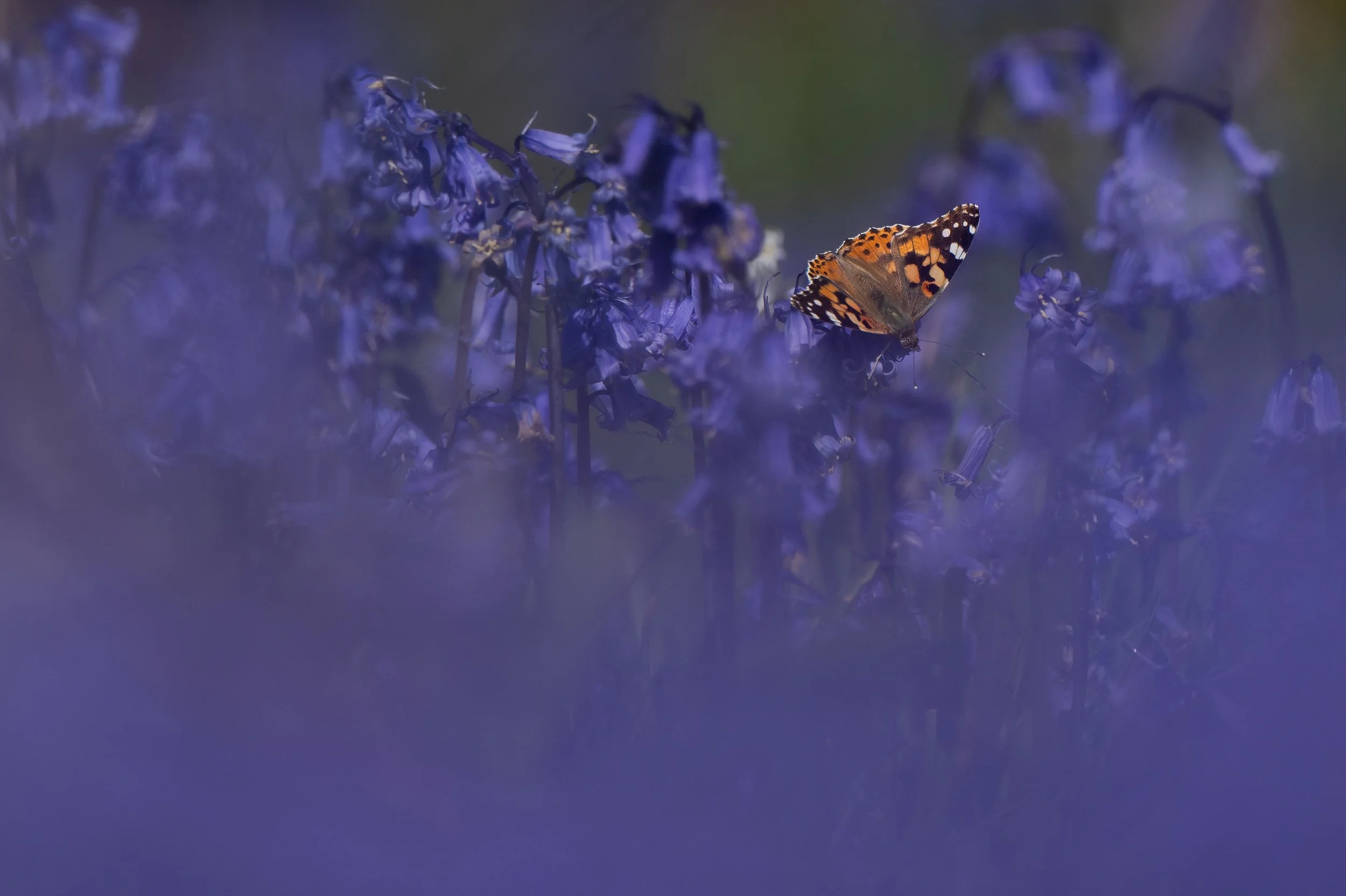 Painted lady 1 DSC_3226-Edit.jpg