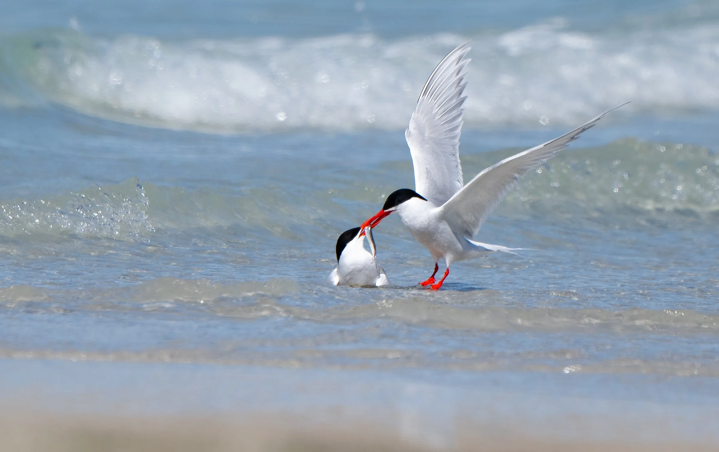 Terns feeding 2 DSC_4127-Edit.jpg