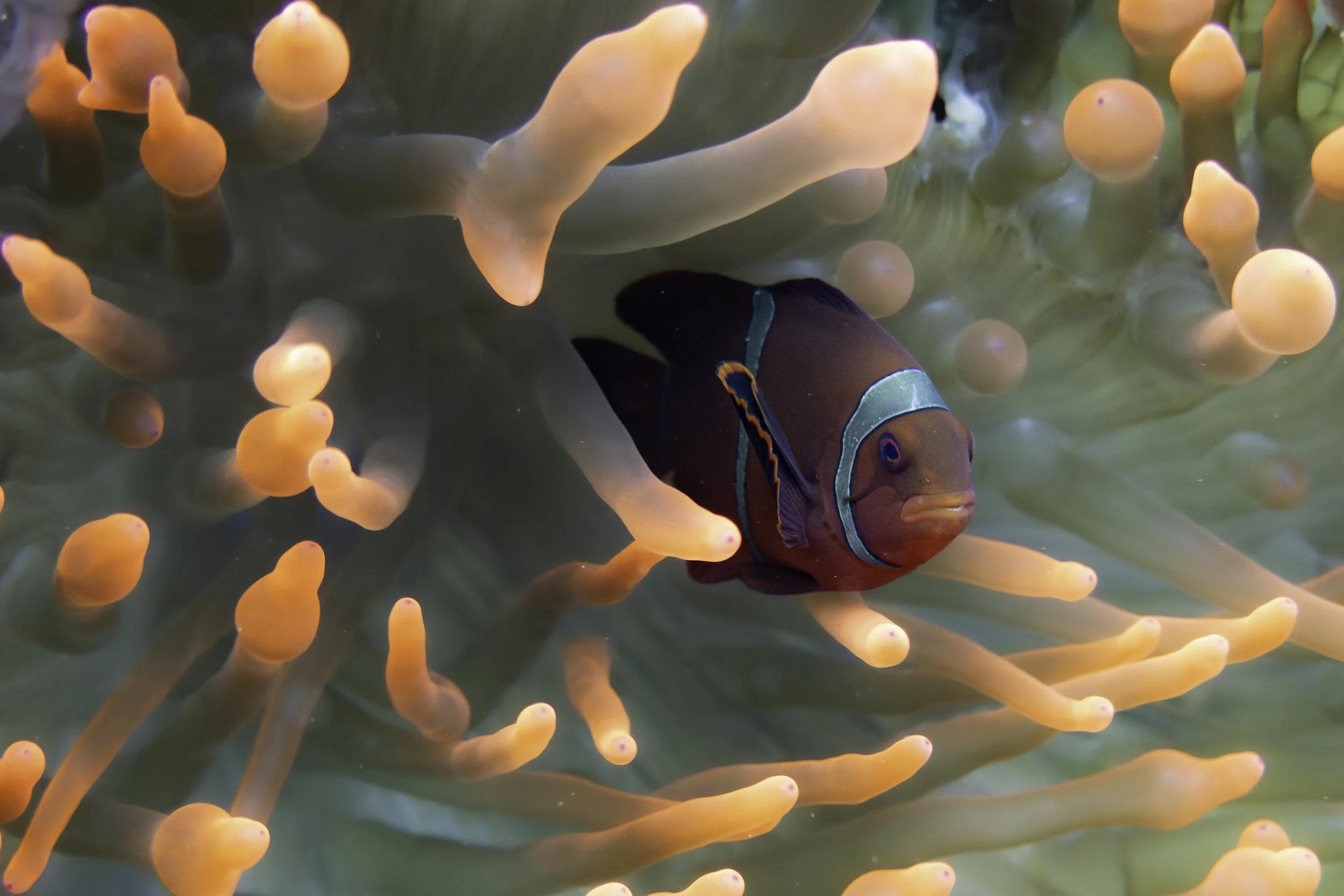 Spine cheeked anemone fish DSC07441-Edit.jpg