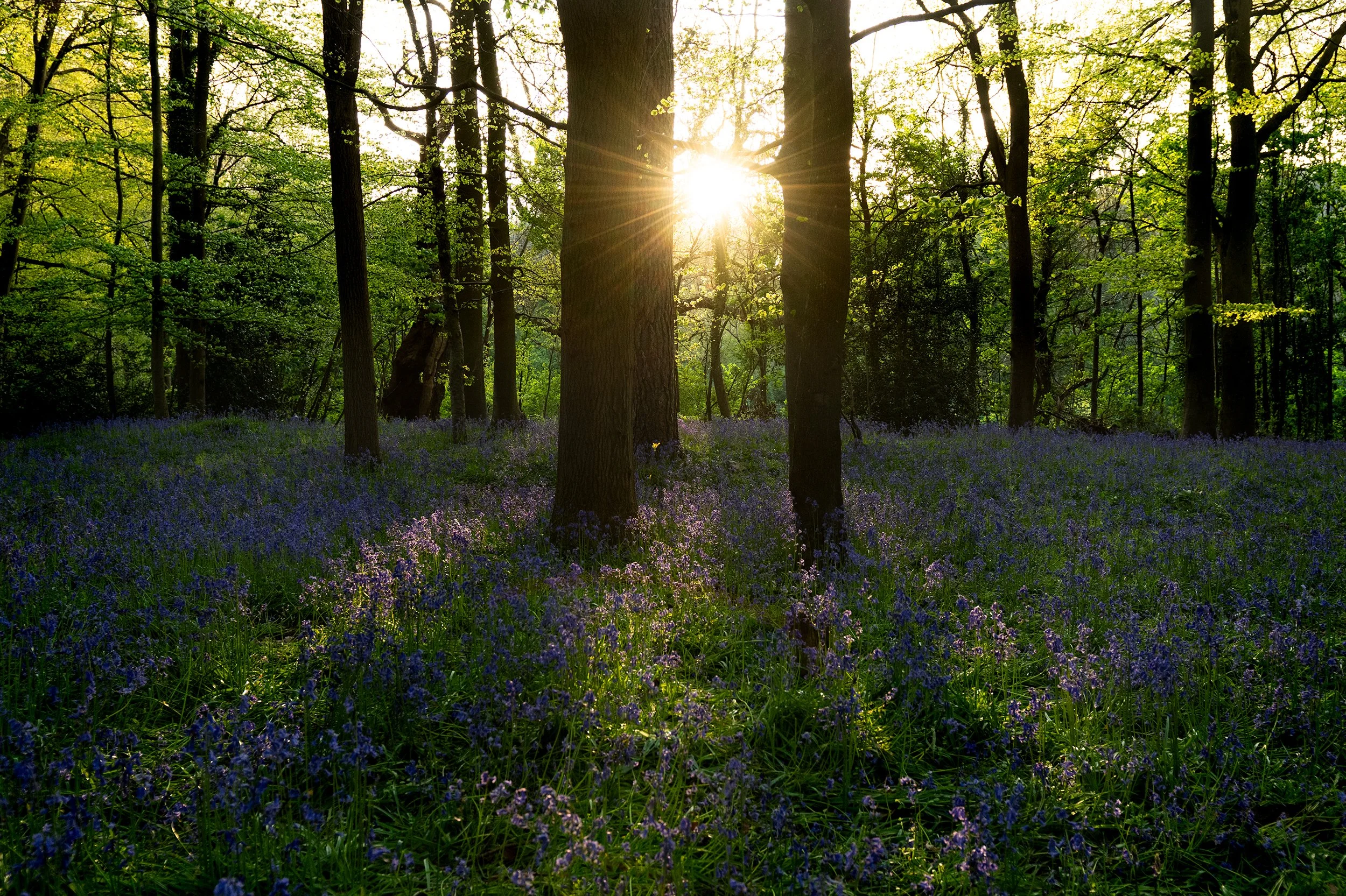 Bluebells 1 DSC_2735-Edit.jpg