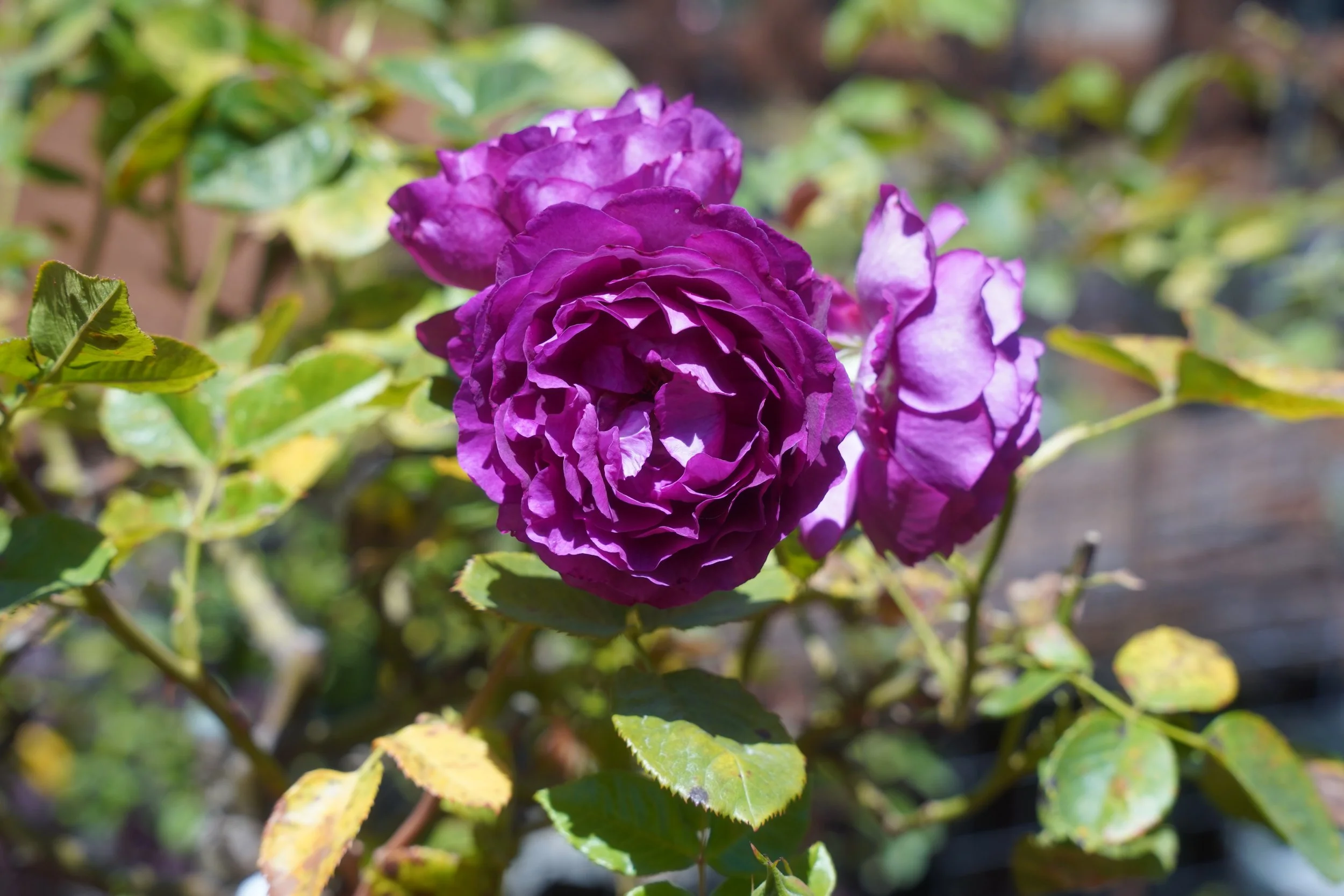 DSC09142.JPG