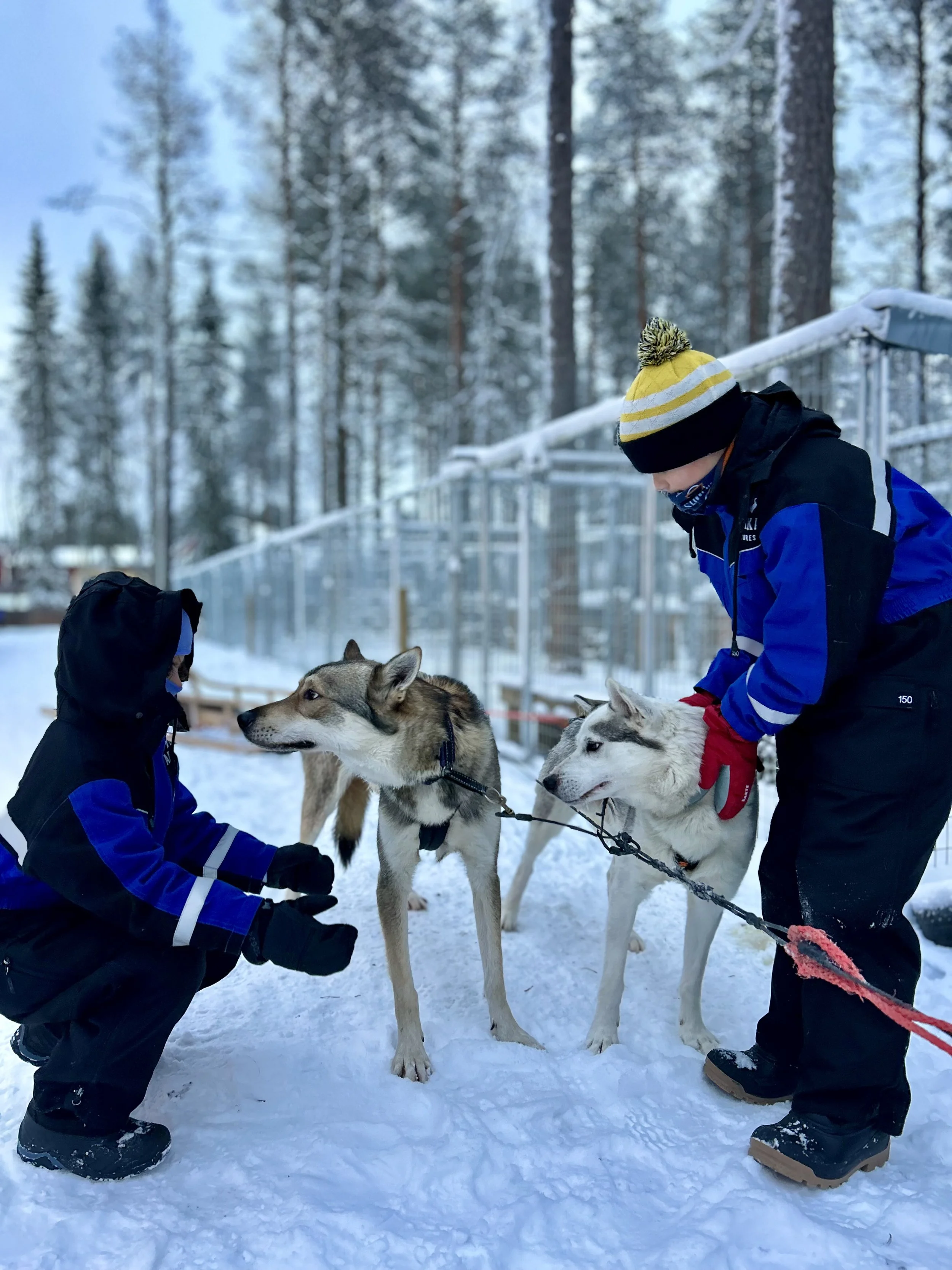 Husky Ride at Apukka resort, Rovaniemi, Lapland