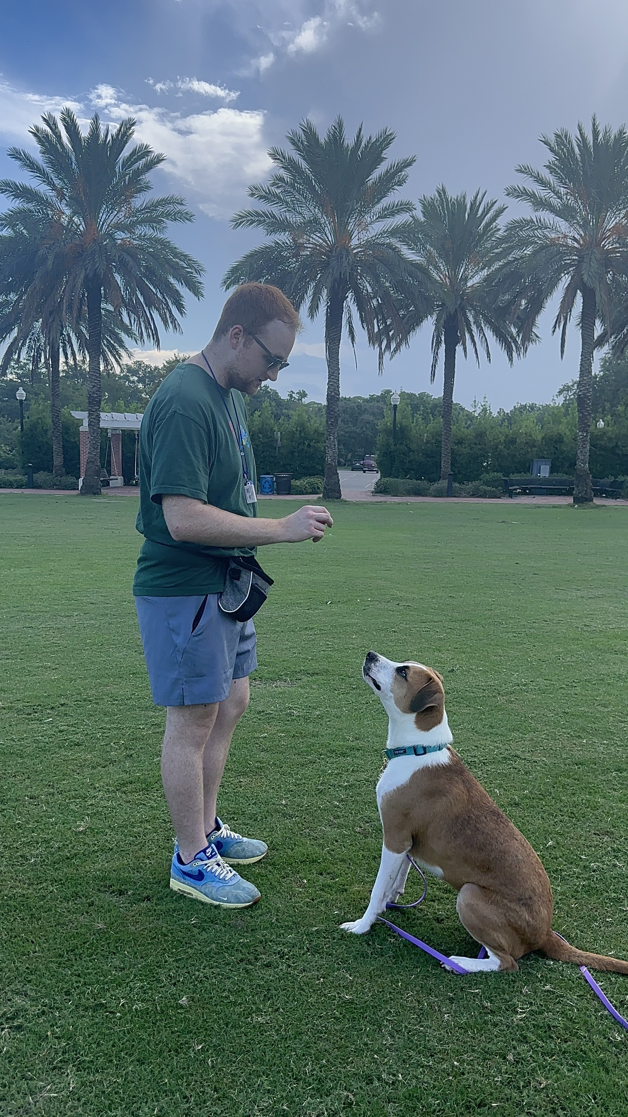 A man with red hair, glasses, a green shirt, and grey shorts standing on grass, holding a treat, with a brown and white dog sitting and looking up at him in a park with palm trees and a blue sky.