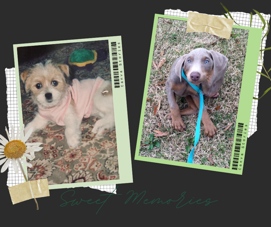 Looking for a Puppy? Start Here Before You Fall in Love.