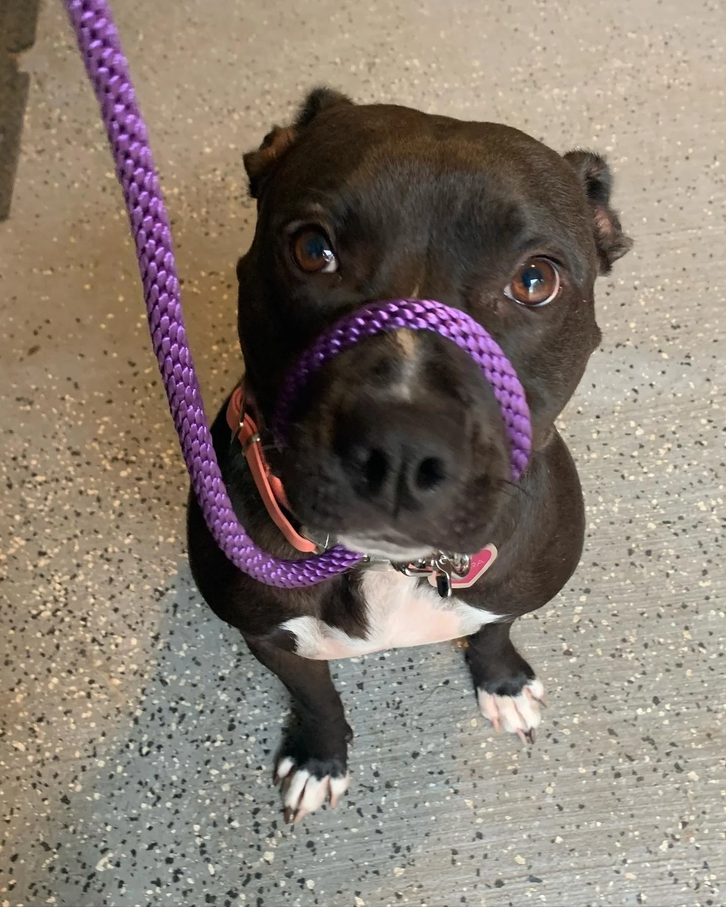 A black and white puppy with brown eyes is looking up at the camera, wearing a purple leash and a red collar, standing on a speckled gray floor.