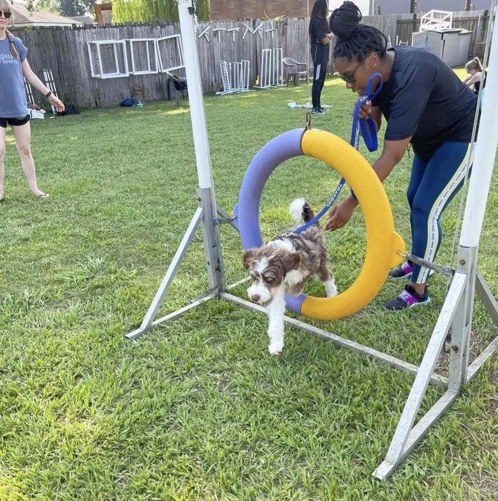 A woman helps a small dog through a blue and yellow ring obstacle at a backyard dog agility course during daytime.