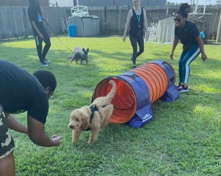 People and dogs participating in outdoor dog training or agility activity in a backyard with a grassy lawn, wooden fence, and blue sky.
