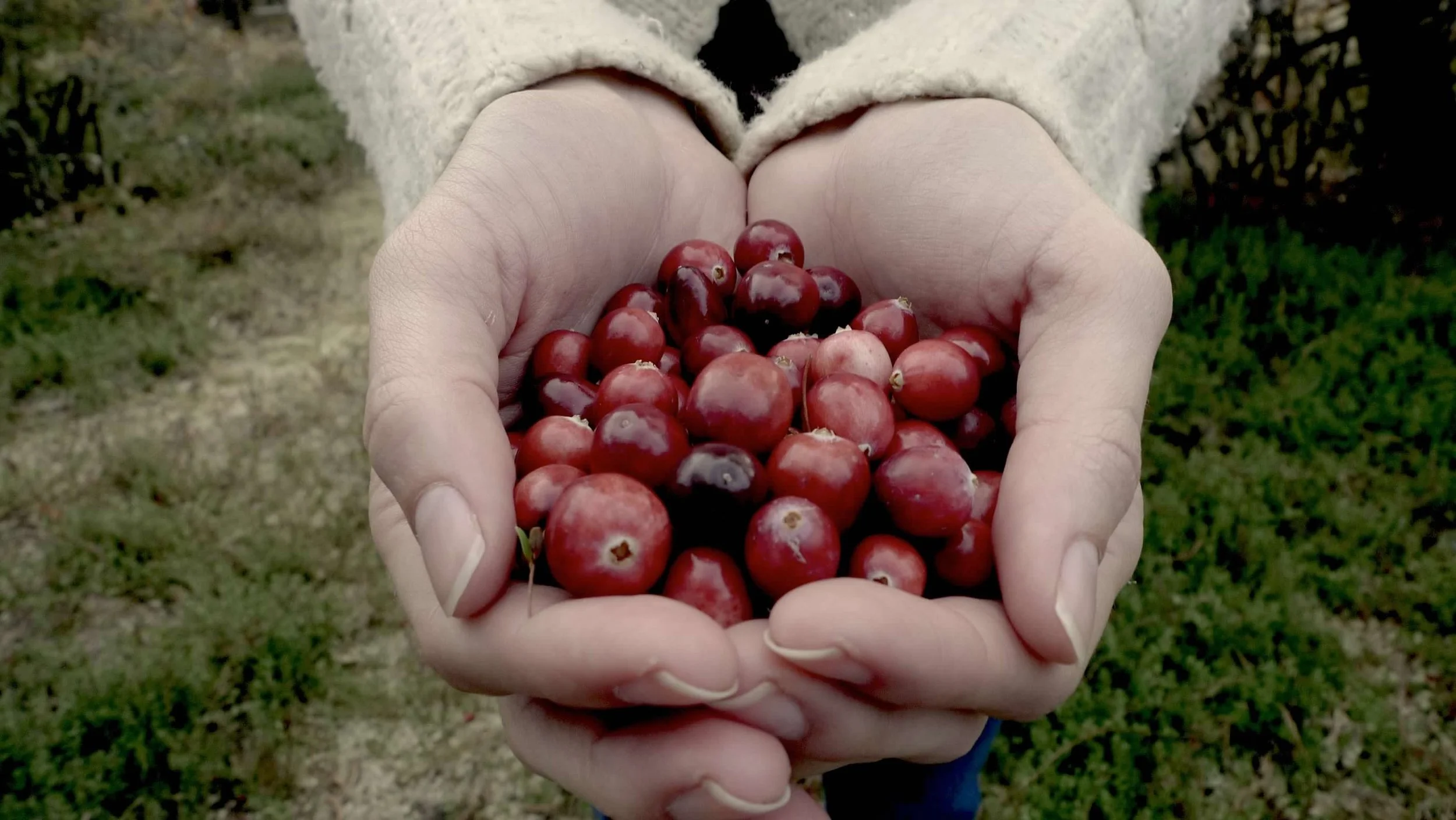 Person holding a handful of fresh red cranberries outdoors, with greenery and grass in the background.