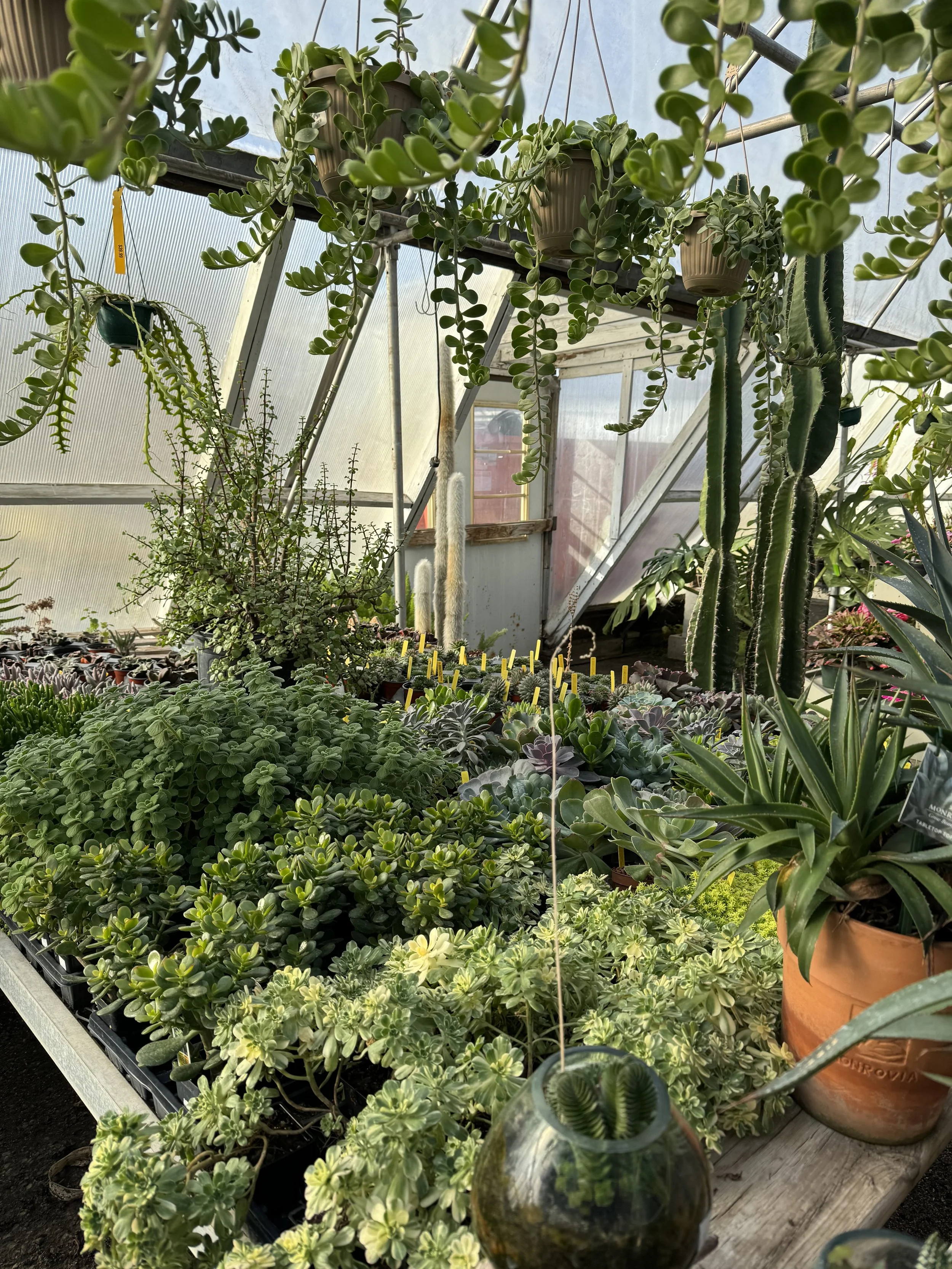 Various potted succulent plants and cacti inside a greenhouse with sunlight coming through the ceiling.
