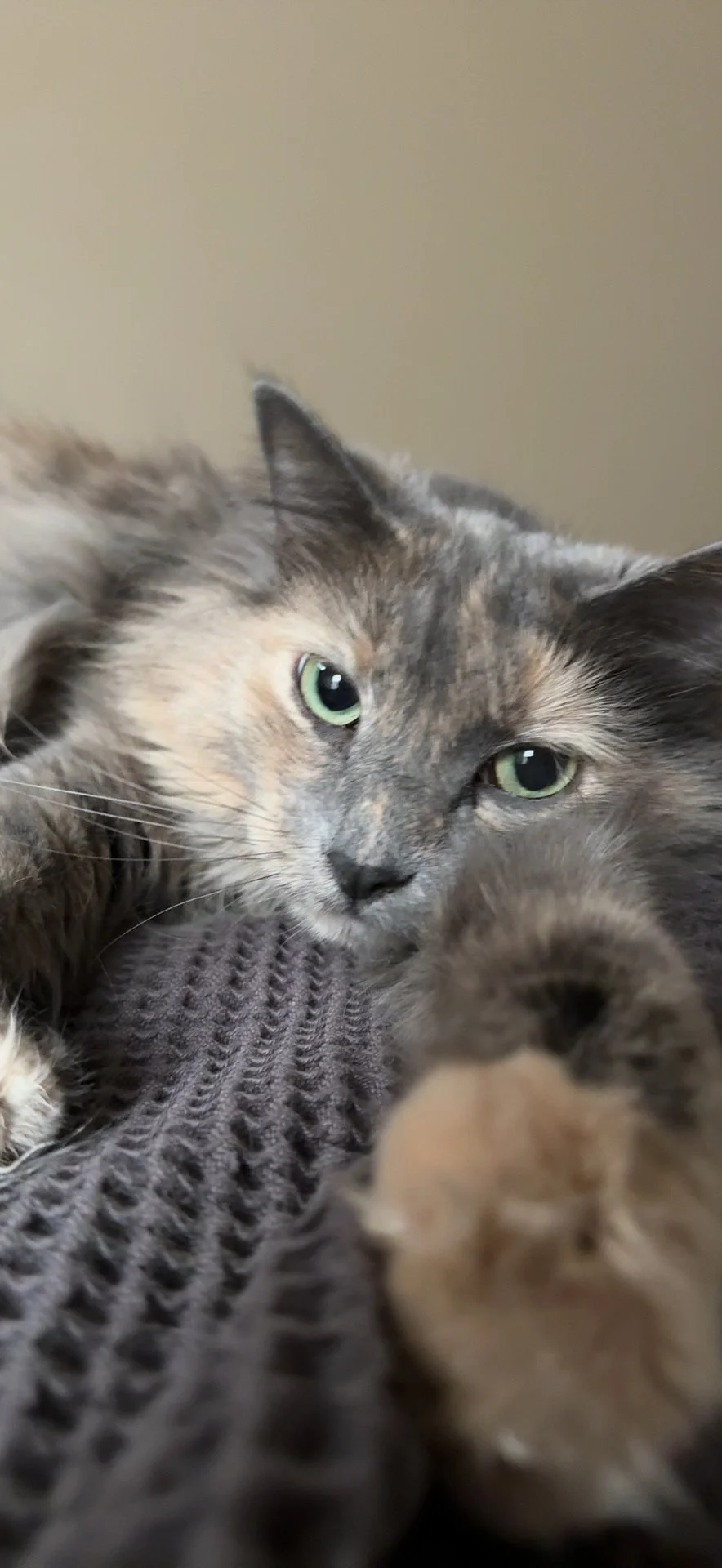 Close-up of a gray tabby cat lying on a textured gray surface, looking at the camera with green eyes.