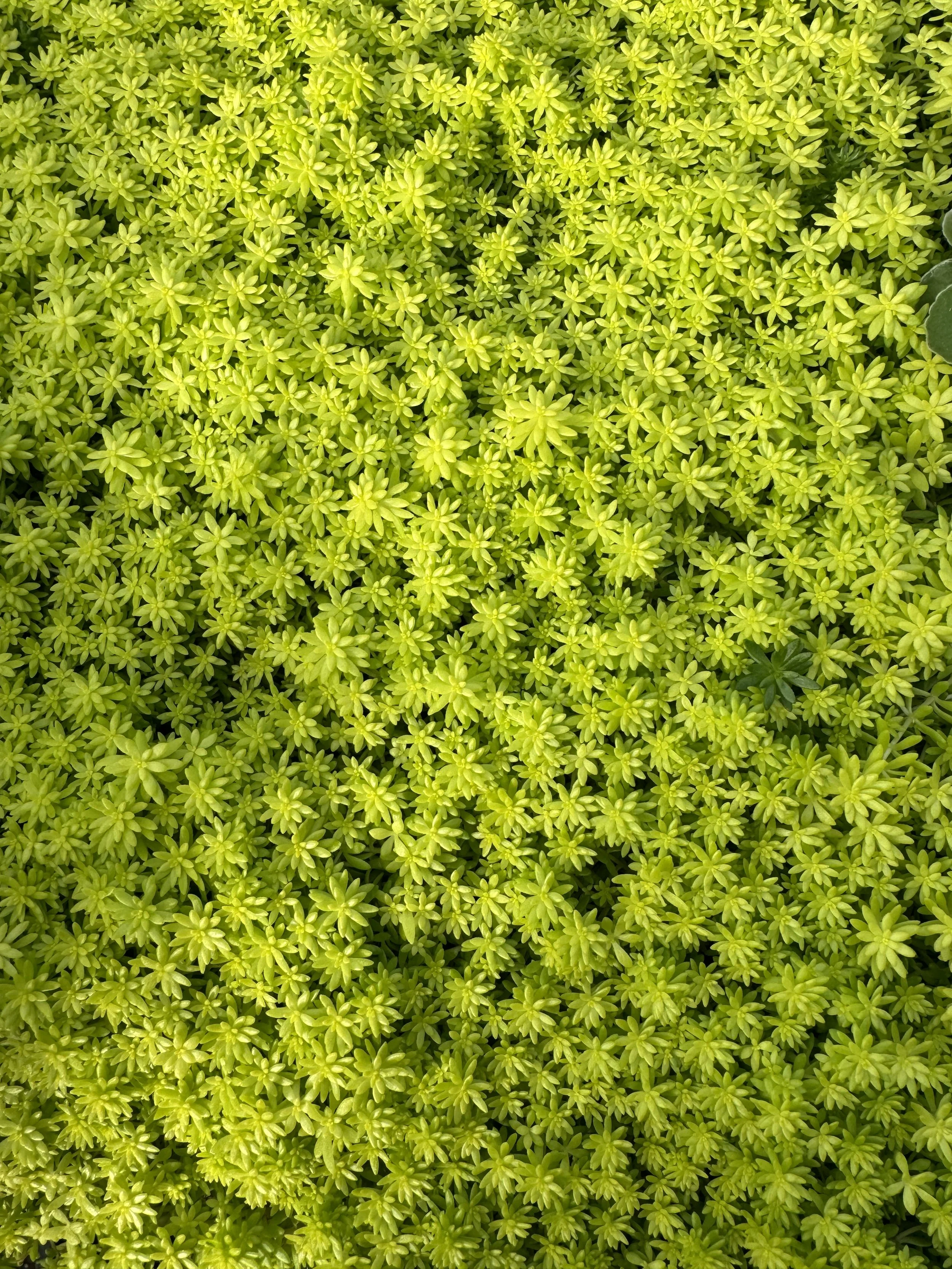 Close-up of dense, bright green succulent plant with small, overlapping leaves.