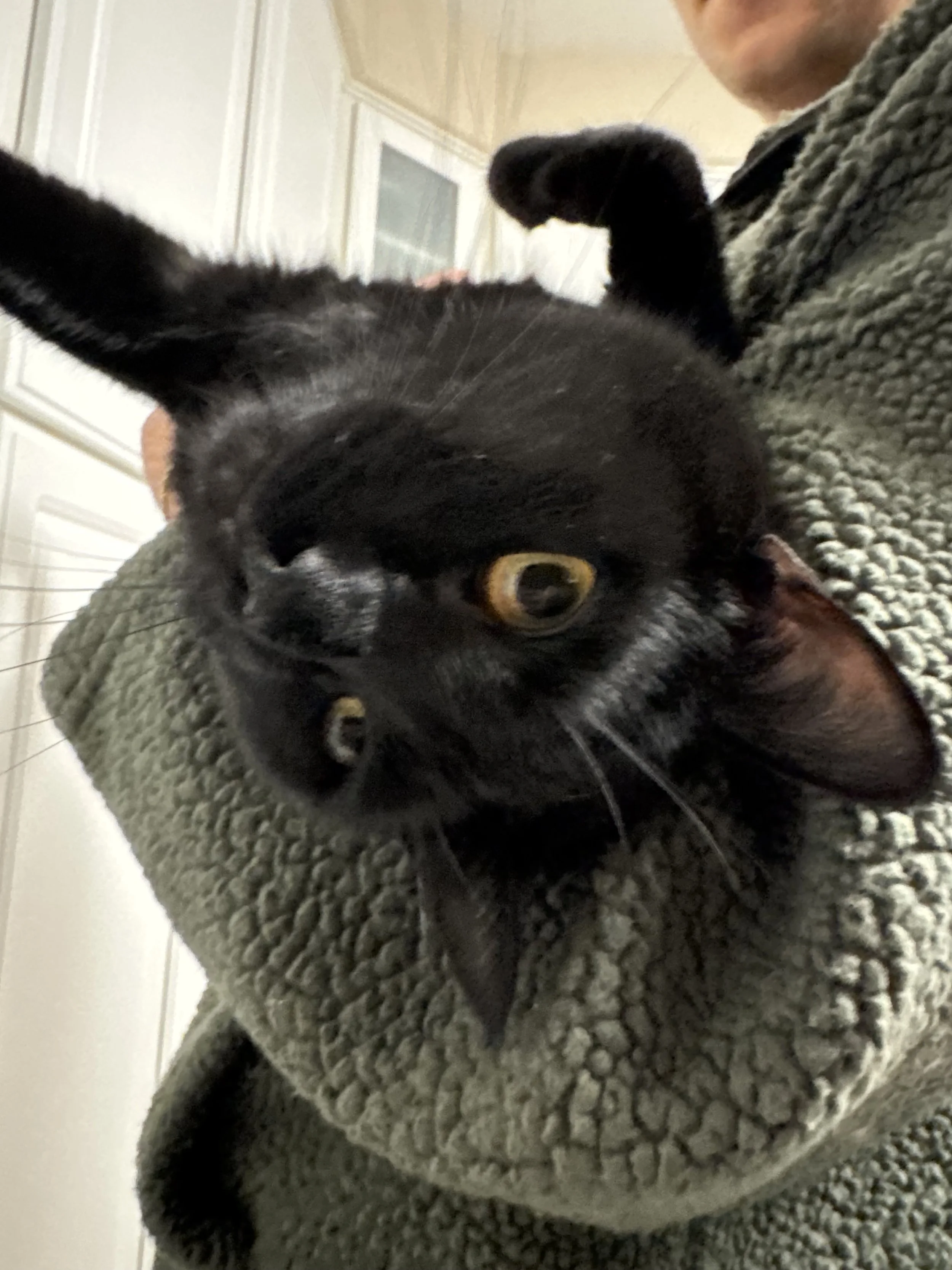 Close-up of a black cat lying on a gray textured blanket, with a person's face and part of their body visible in the background.
