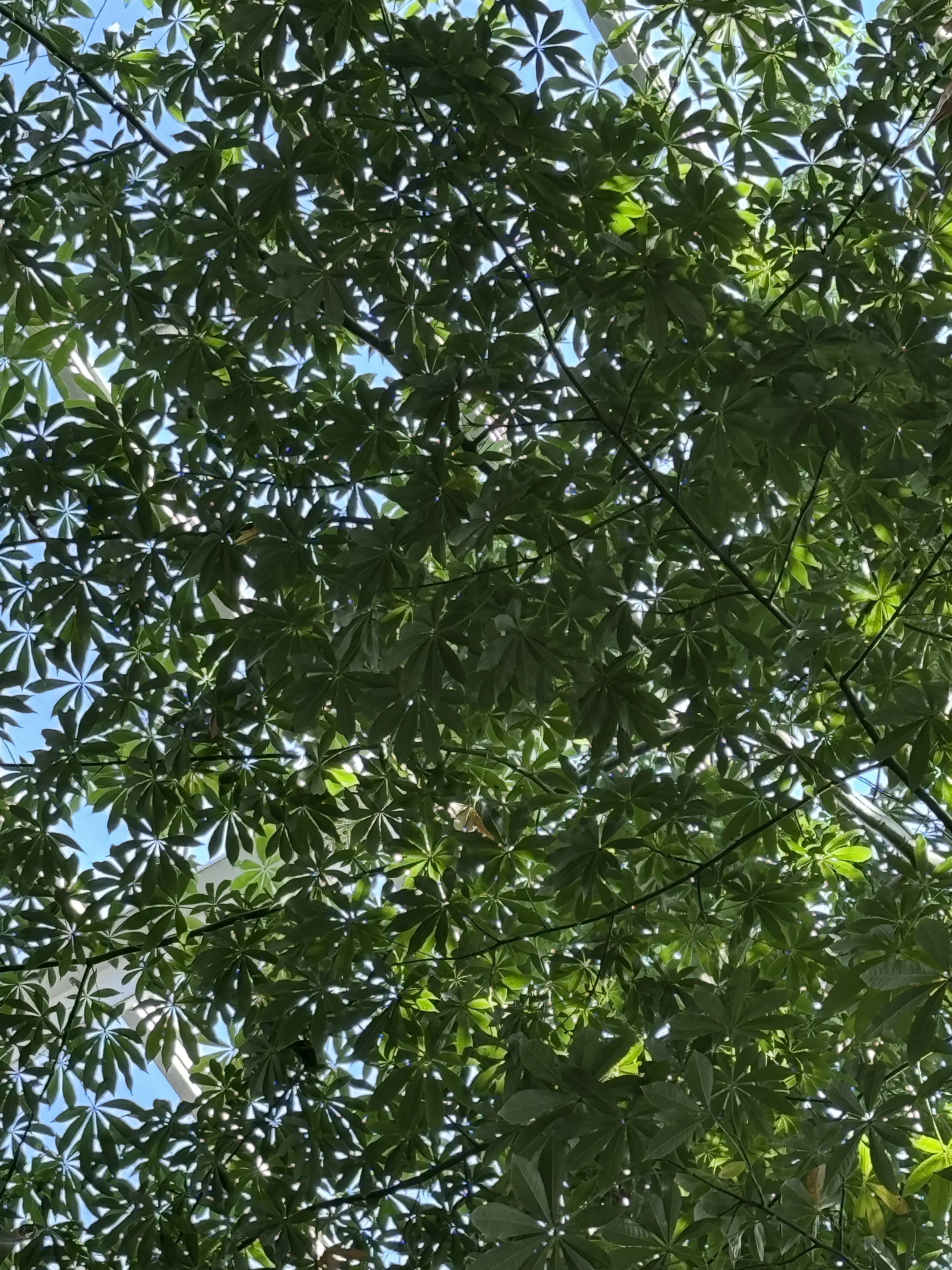 Looking up through dense green leaves of trees with sunlight filtering through and a clear blue sky visible in parts.
