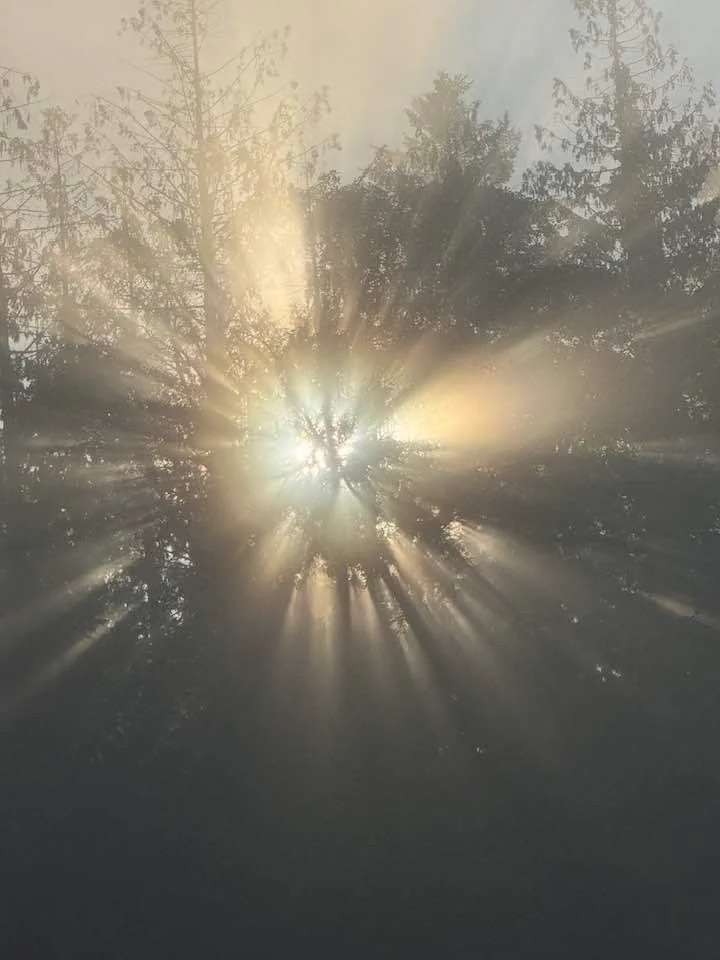 Sunlight shining through tree branches with rays radiating outward.