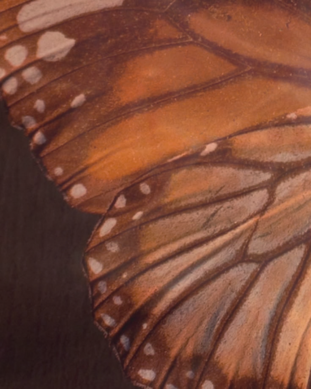 A close-up of a monarch butterfly wing showing orange and brown coloration with black and white spots along the edges.