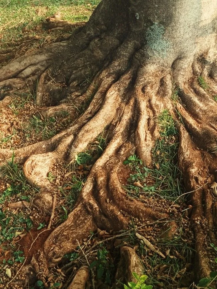 Close-up of tree roots spreading over soil surrounded by small green plants and pebbles.