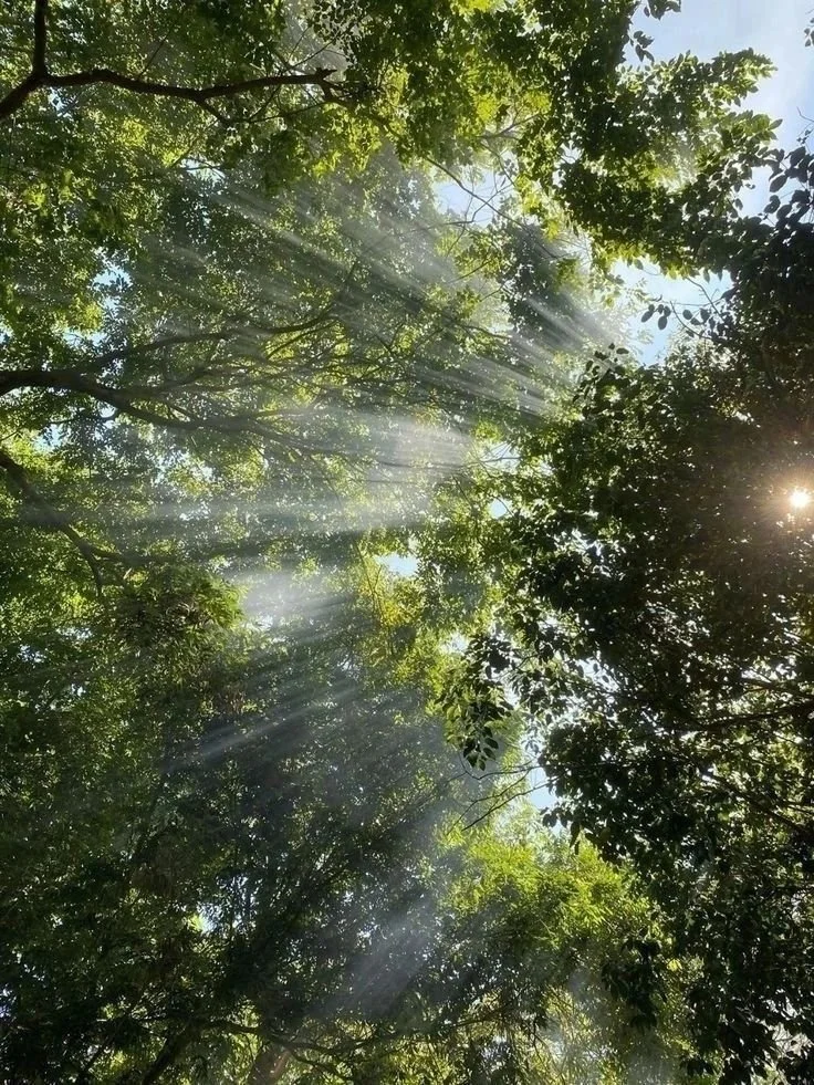 Sunlight filters through the green leaves of a dense forest canopy.
