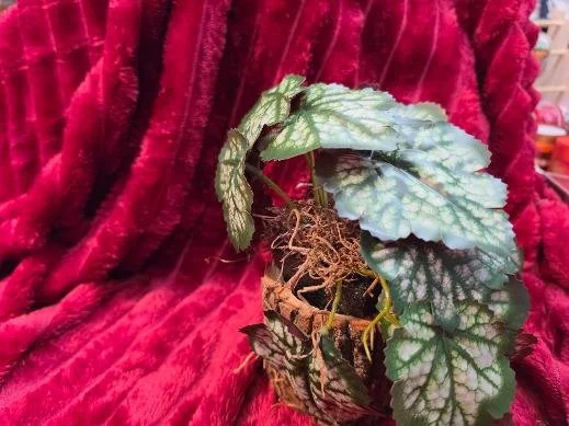 Angle Begonia with a Wood Stump