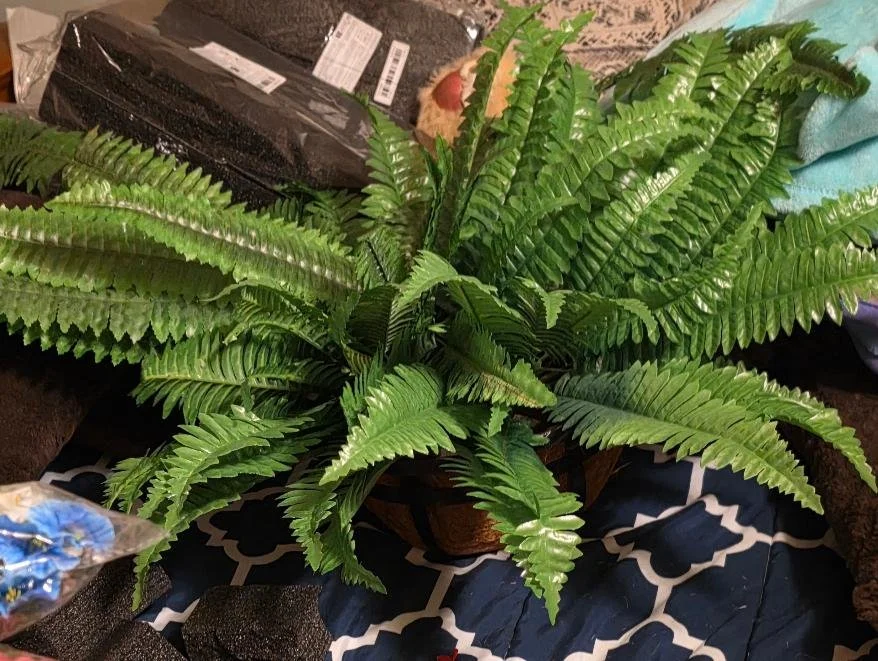 Hanging Boston Silk Fern Basket