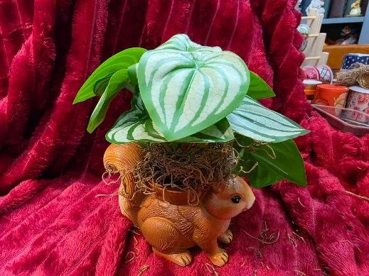 Split Leaf philodendron in an Elephant