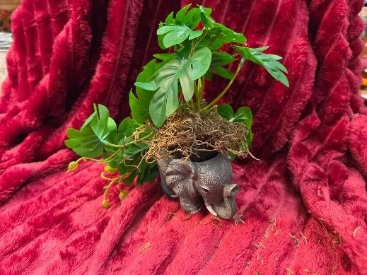 Philodendron in a Squirrel