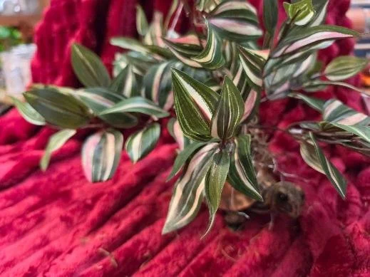 Wandering Jew in a Stump