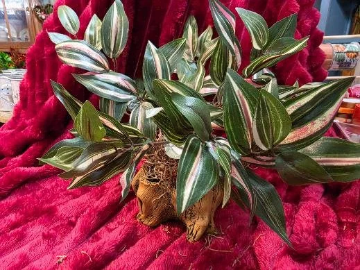 Wandering Jew in a Turtle